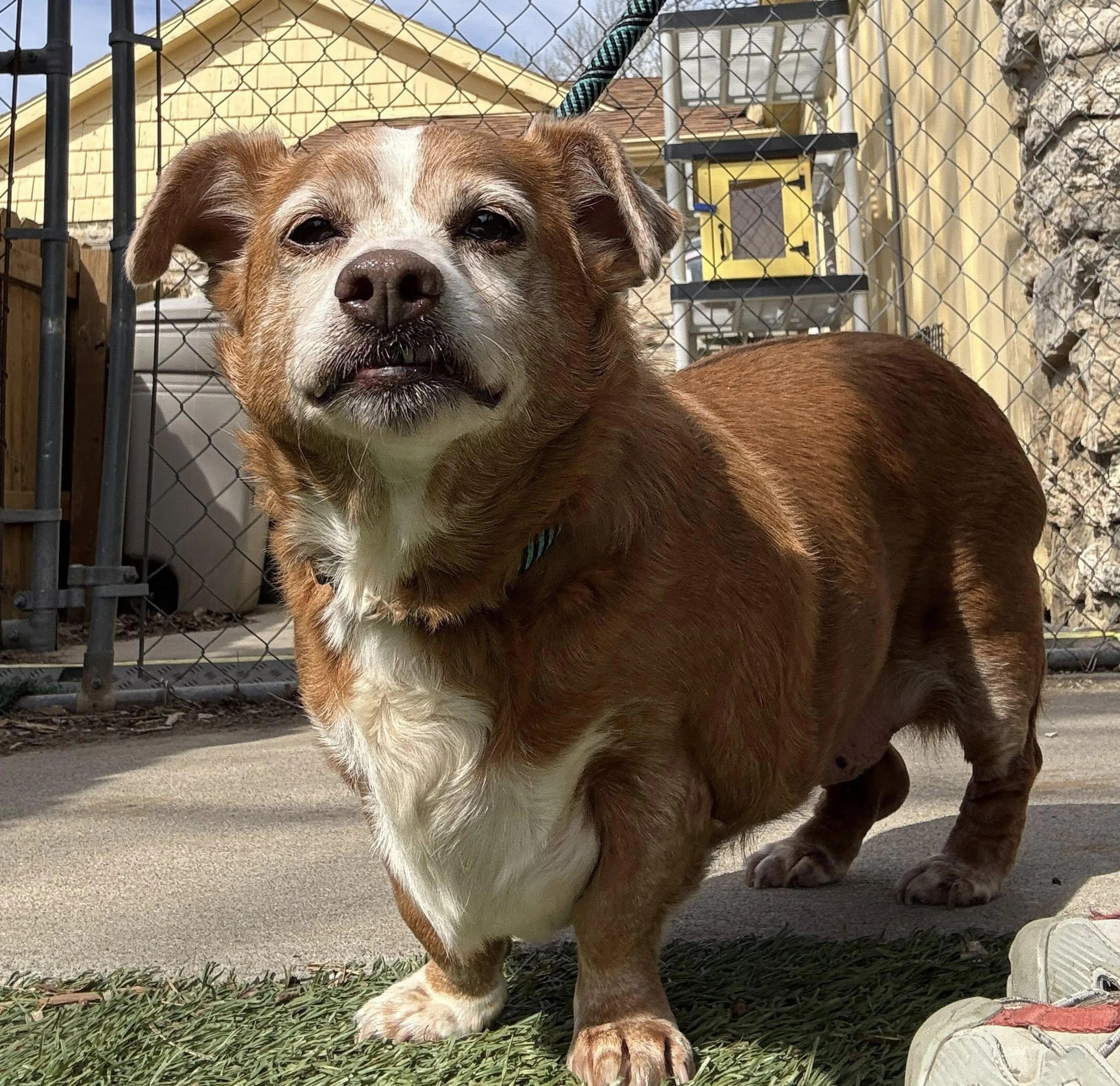 Found pet-4