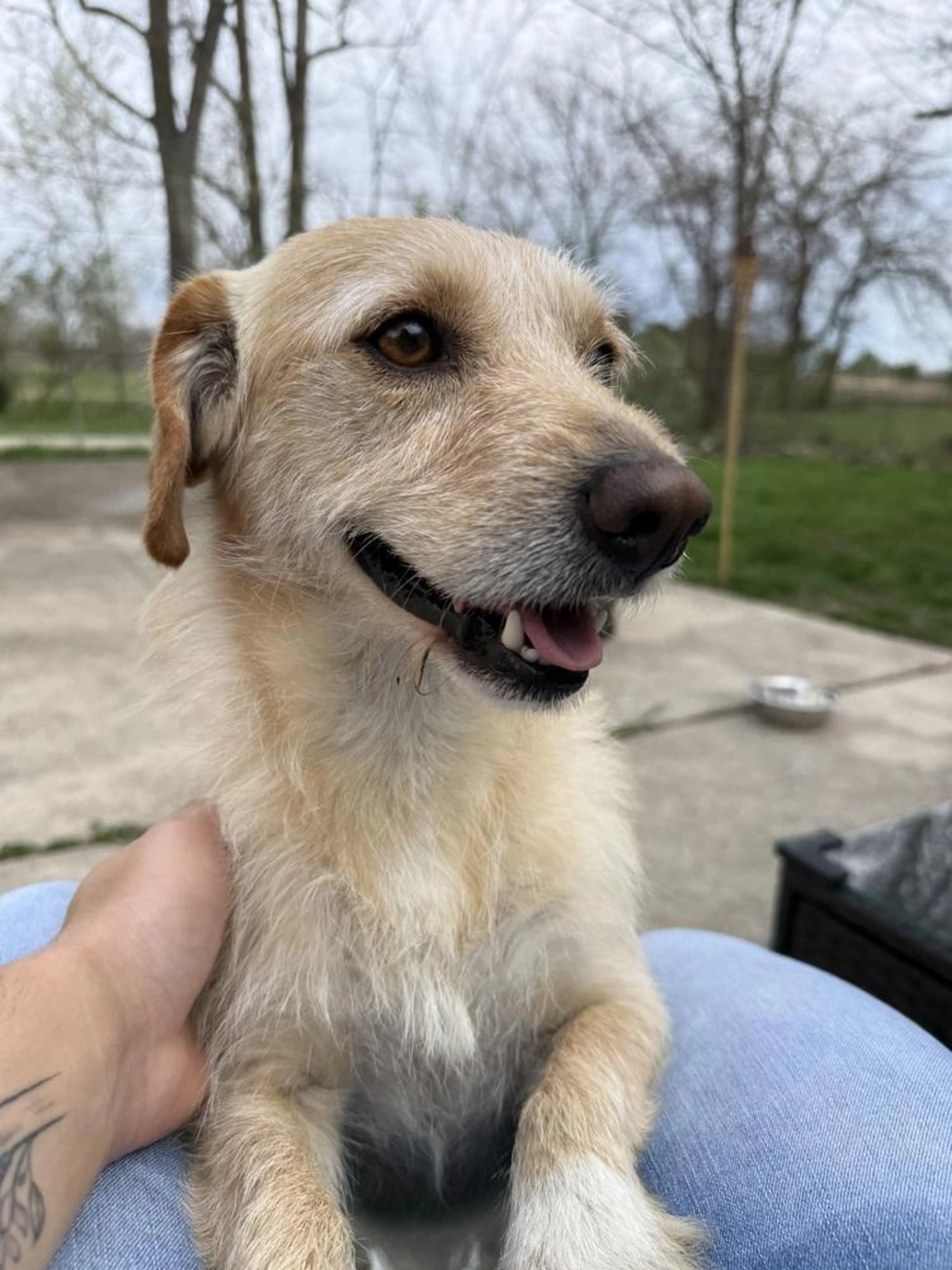 Found pet-1