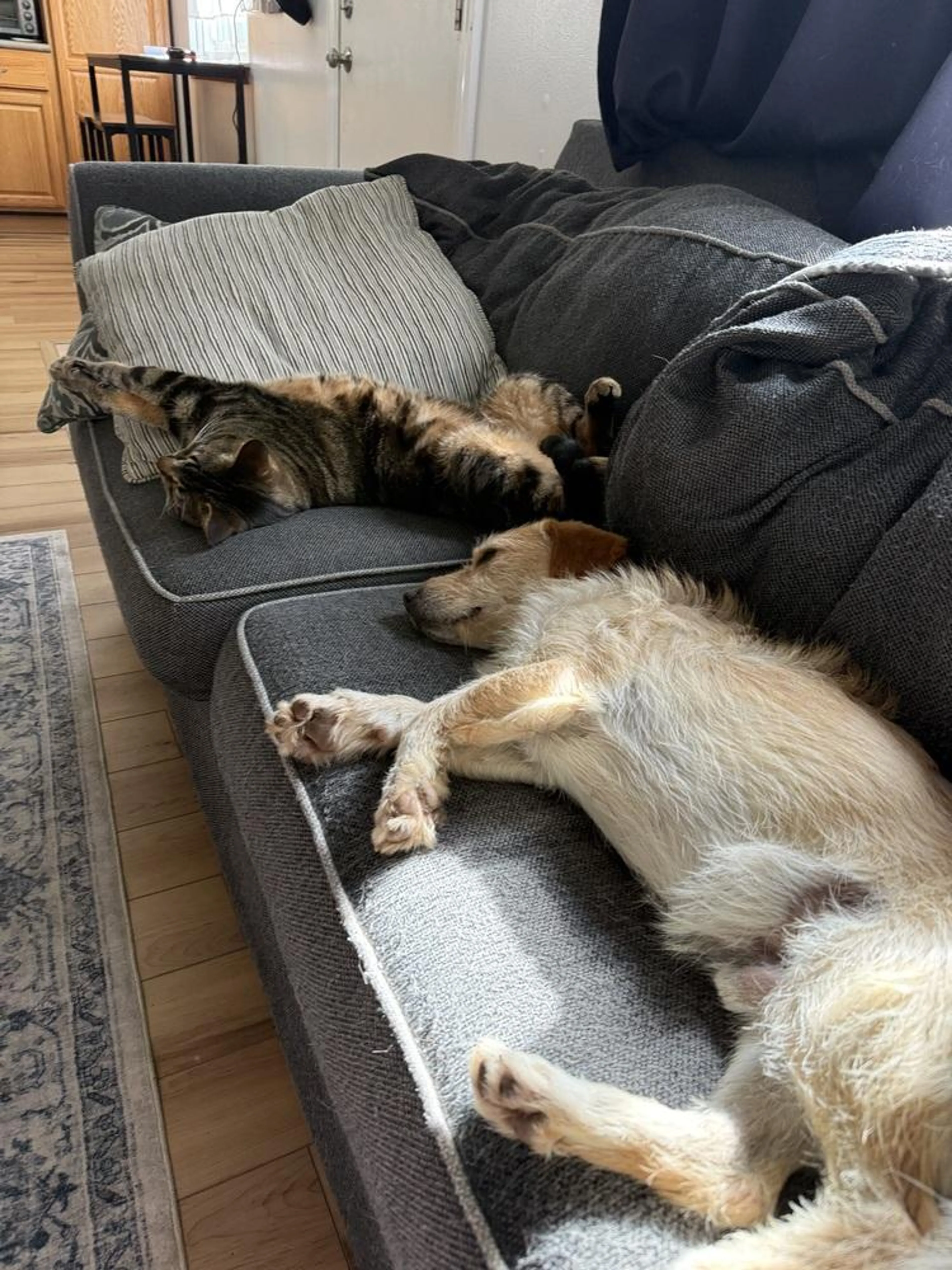 Found pet-2
