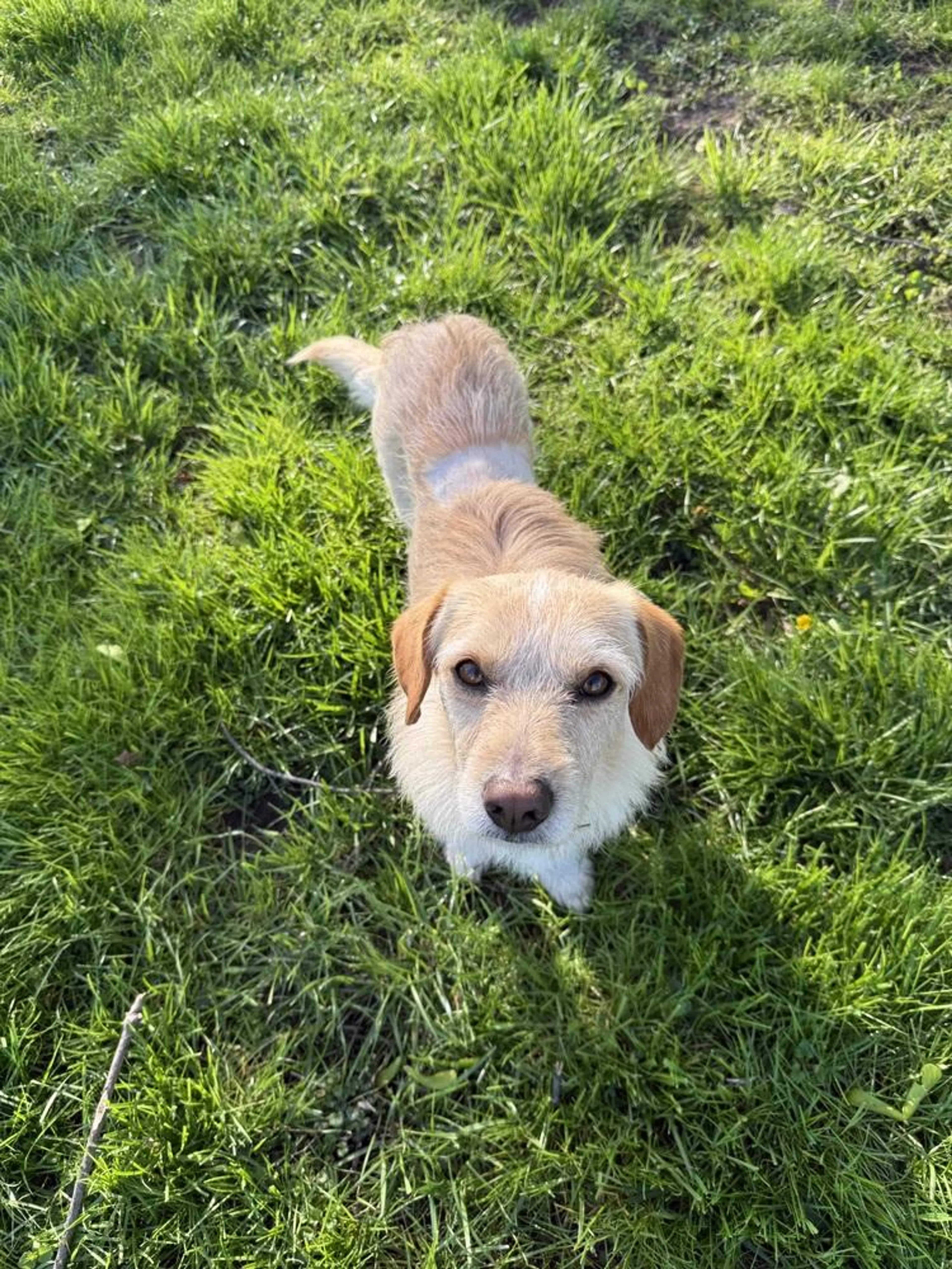 Found pet-3