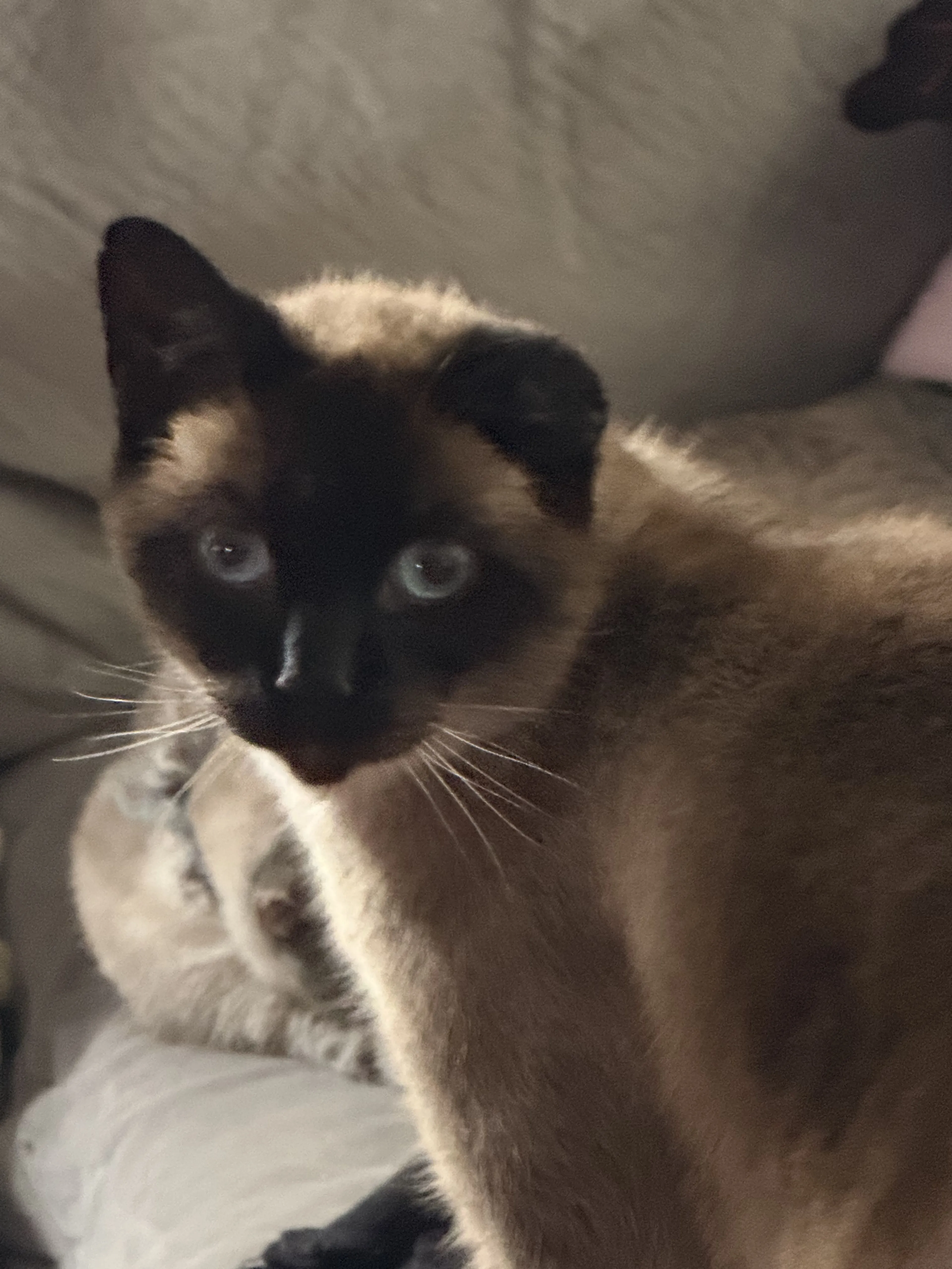 Lost pet-1