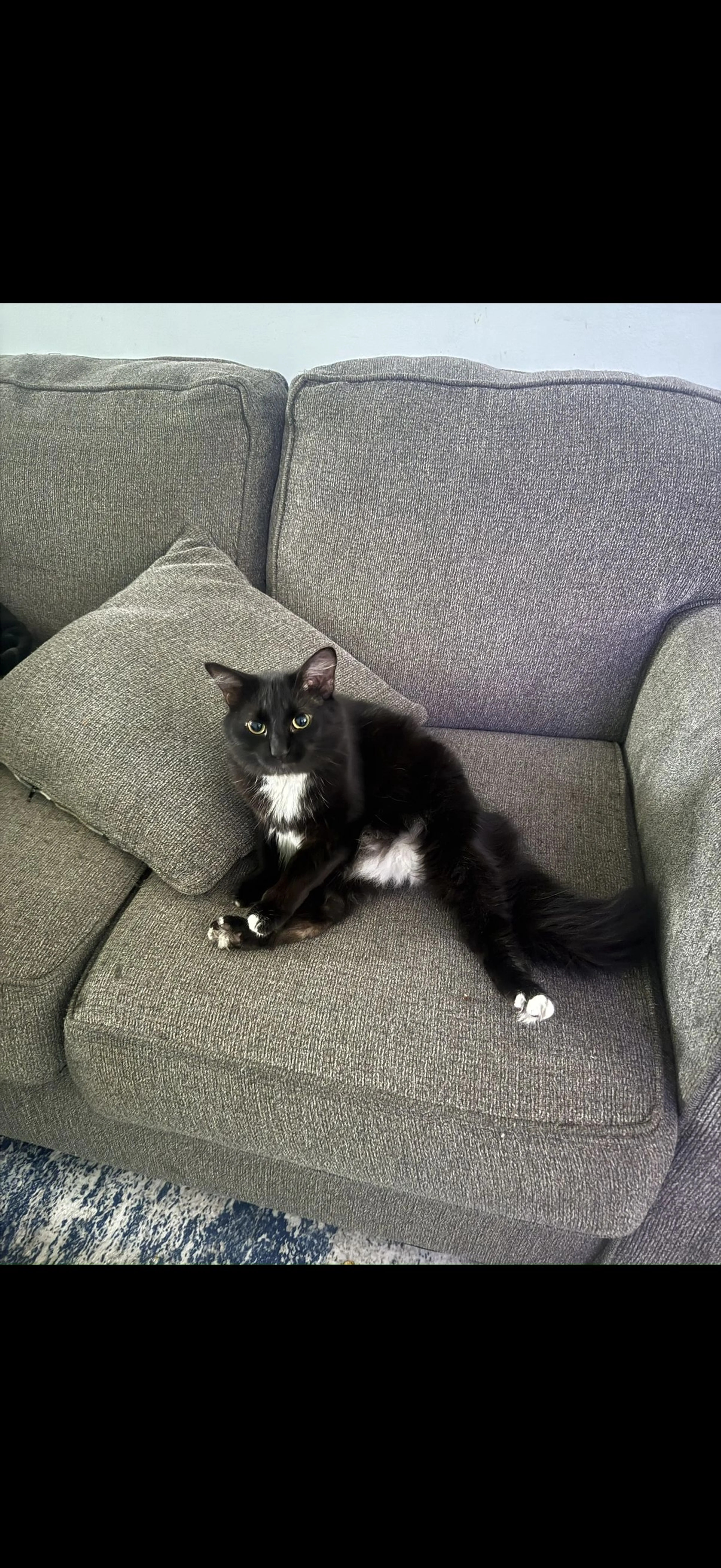 Lost pet