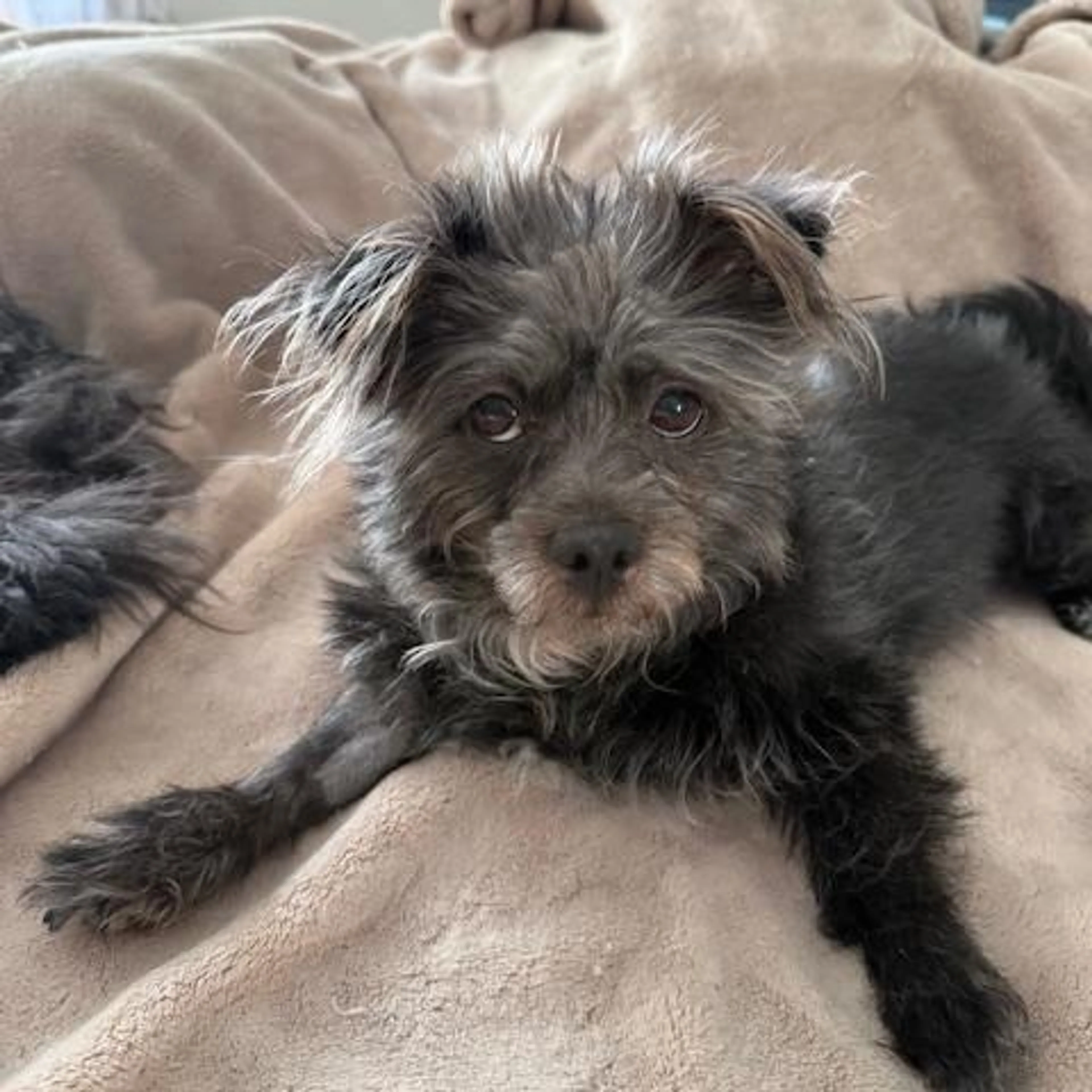Found pet-5
