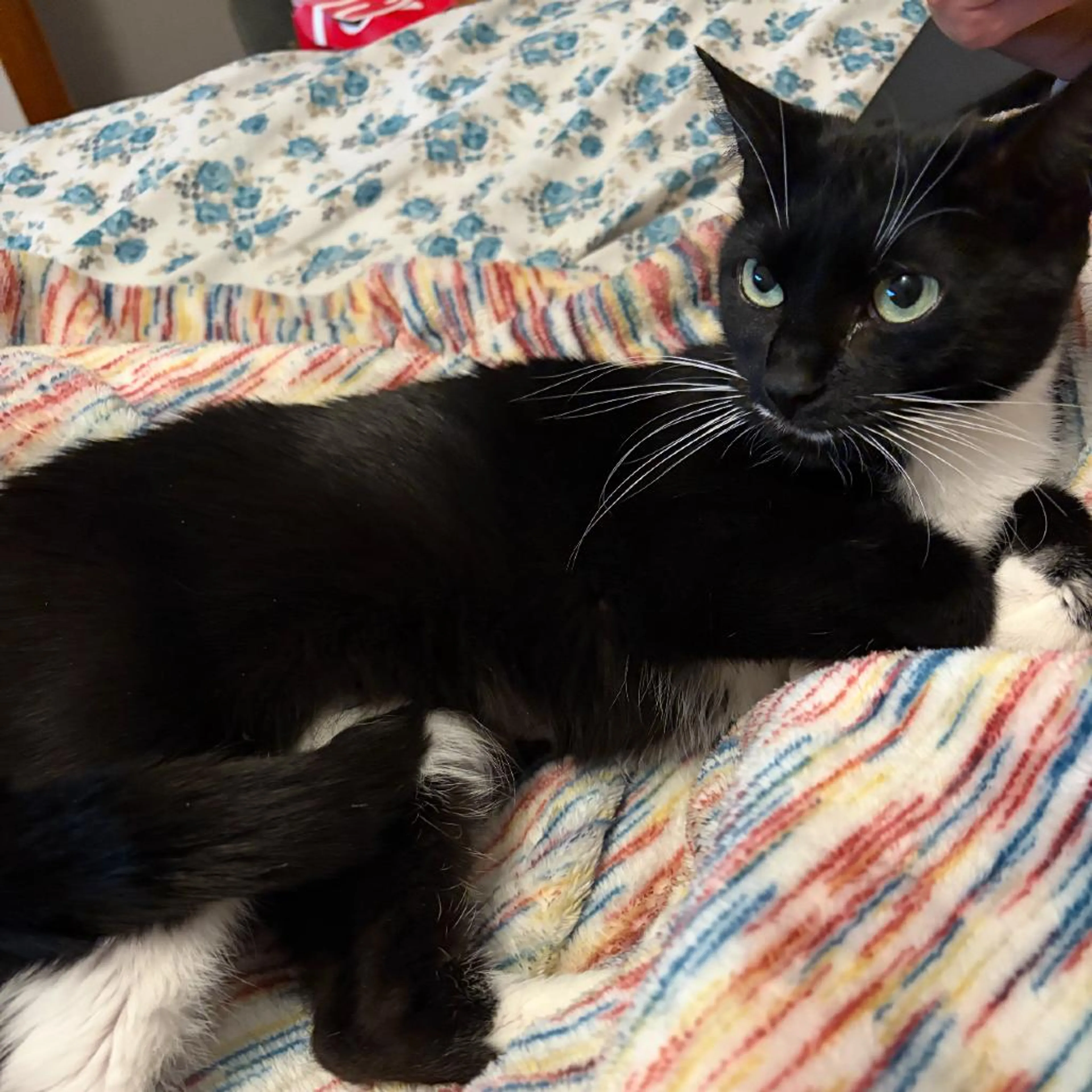 Found pet-1