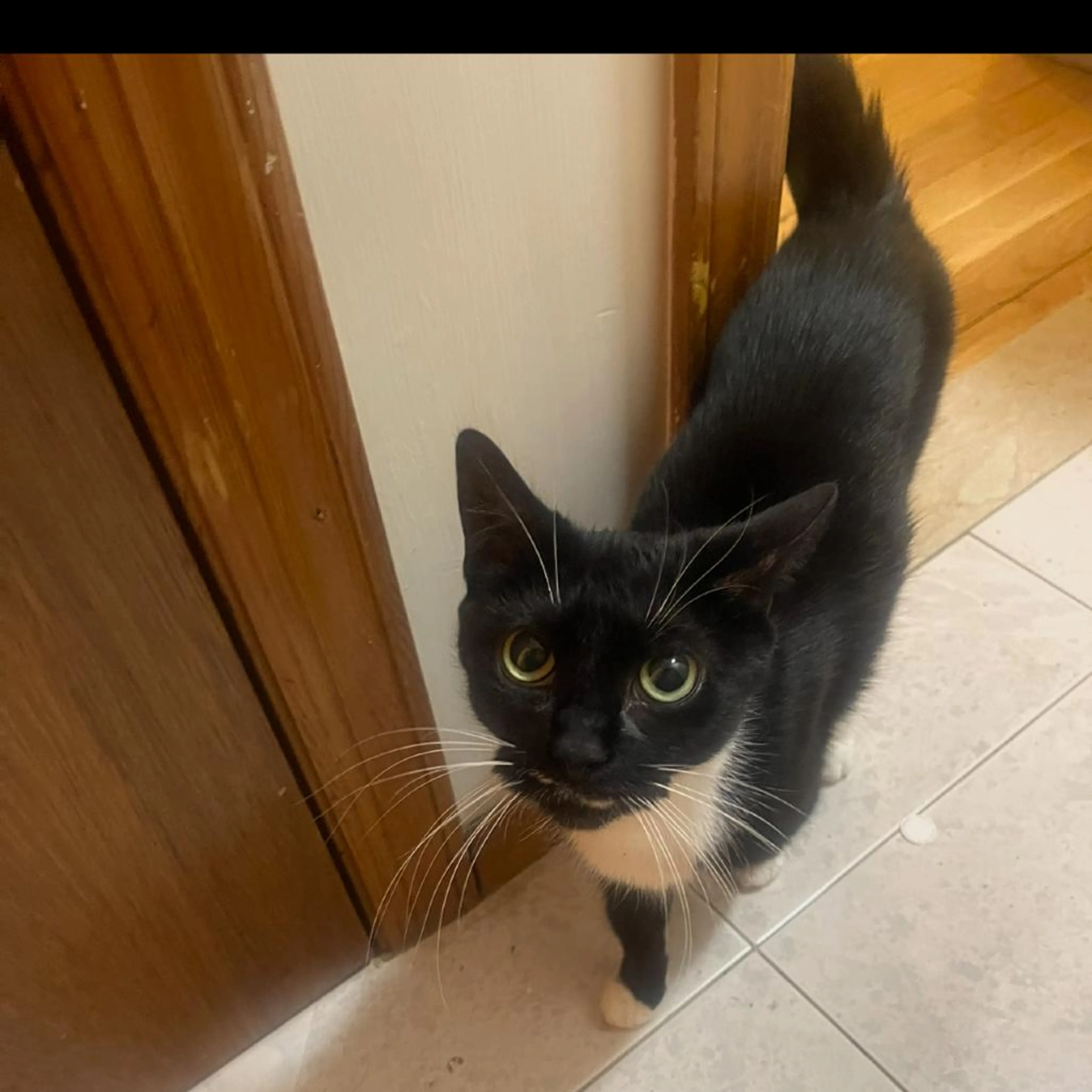 Found pet-0