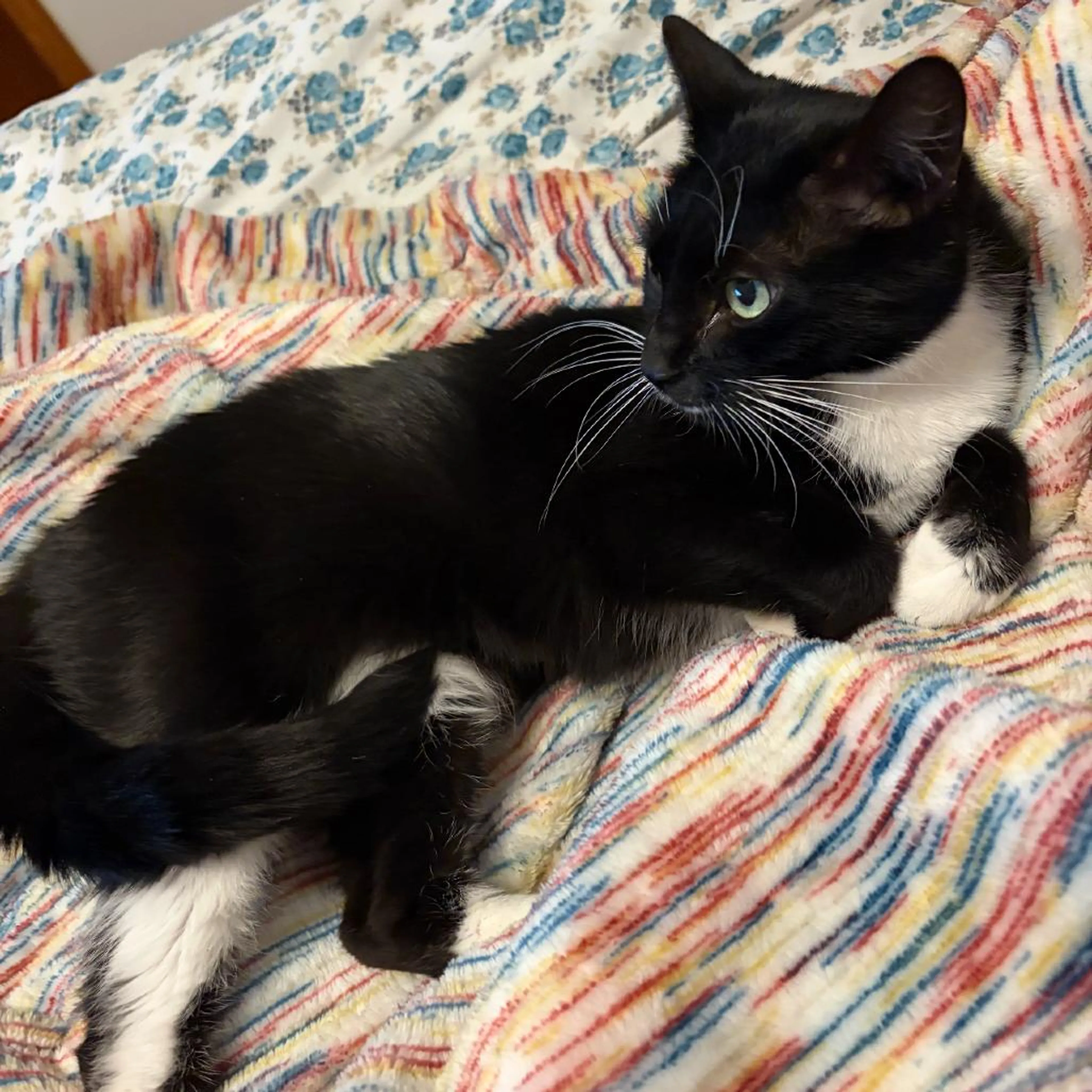 Found pet-2