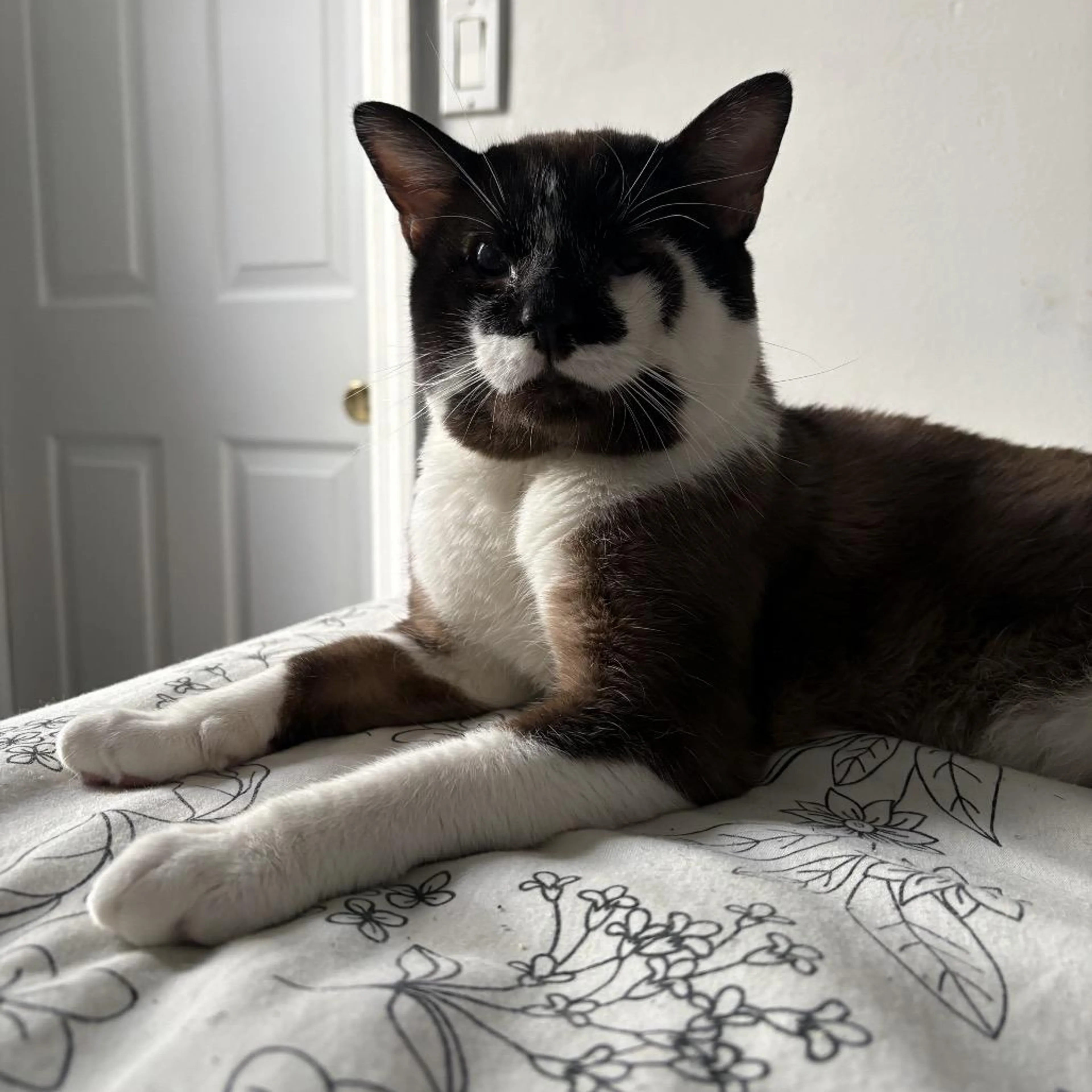 Found pet-3