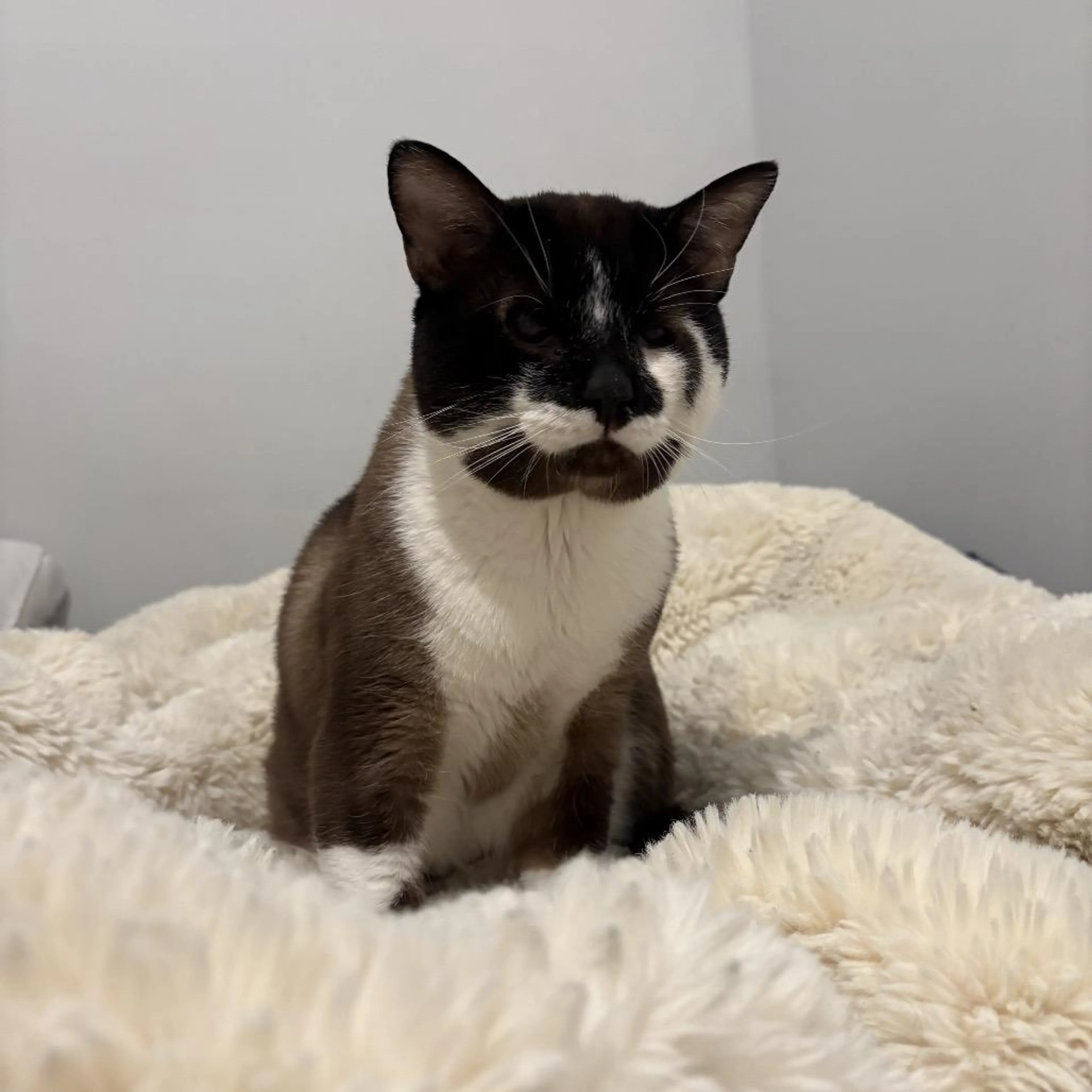 Found pet-2