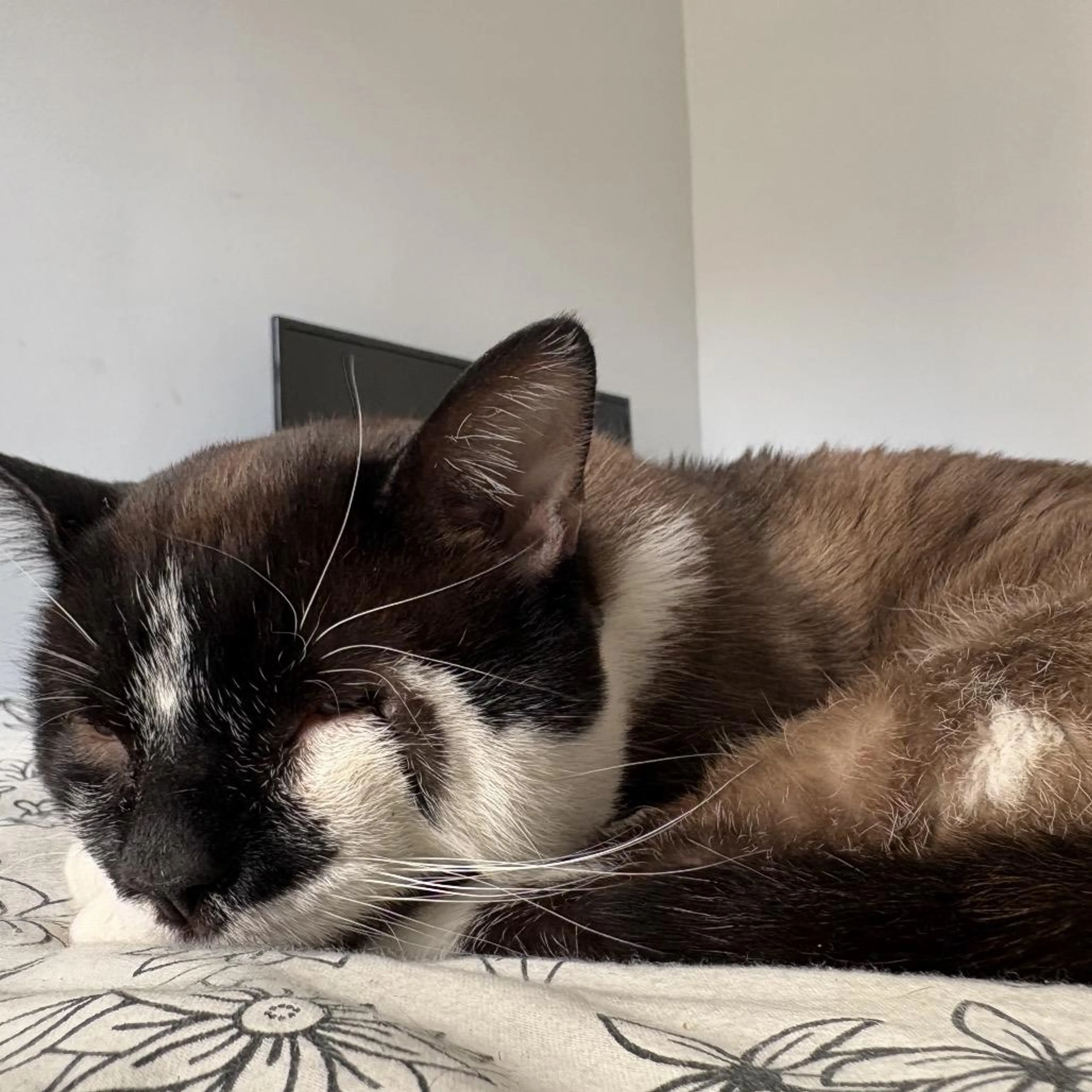 Found pet-5