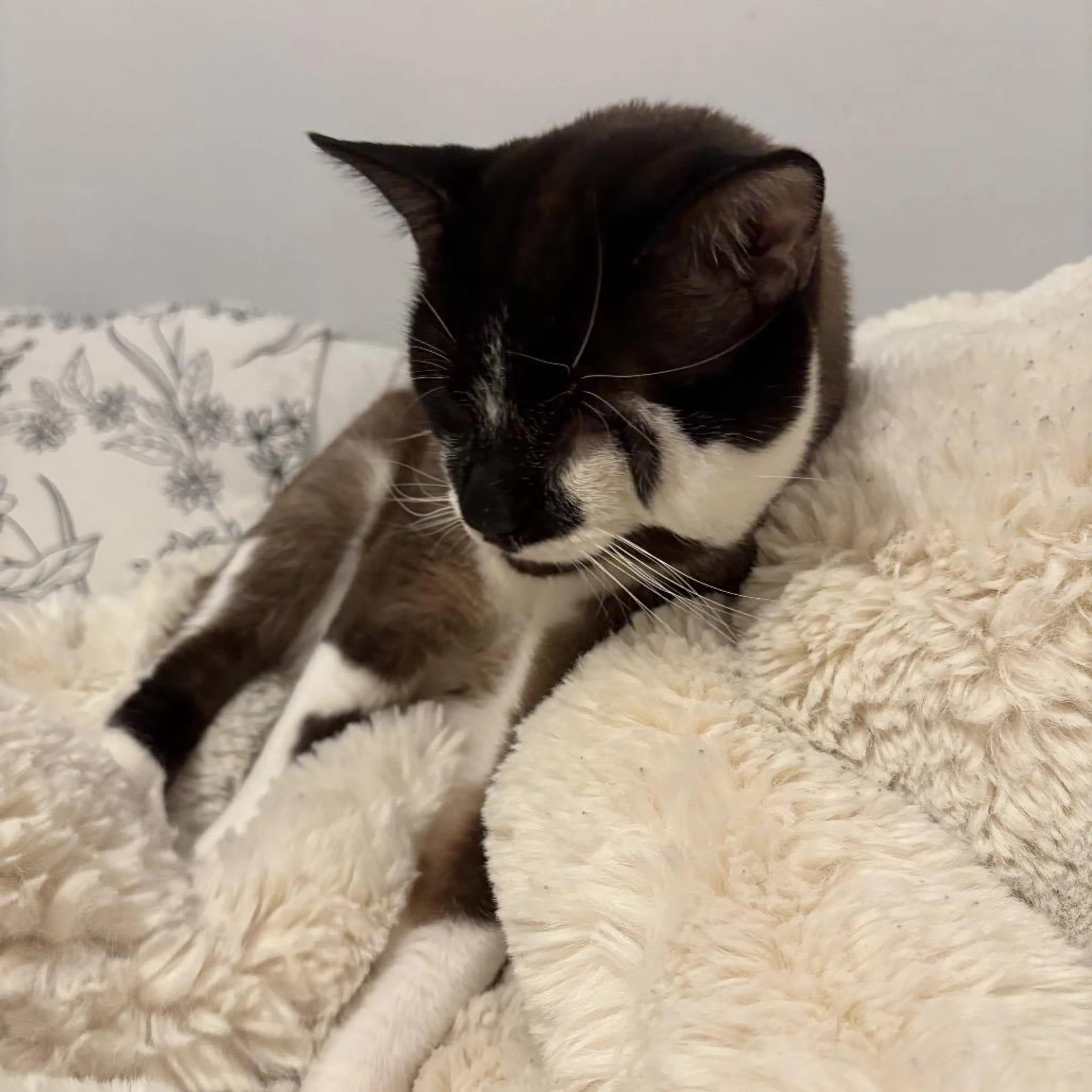 Found pet-1