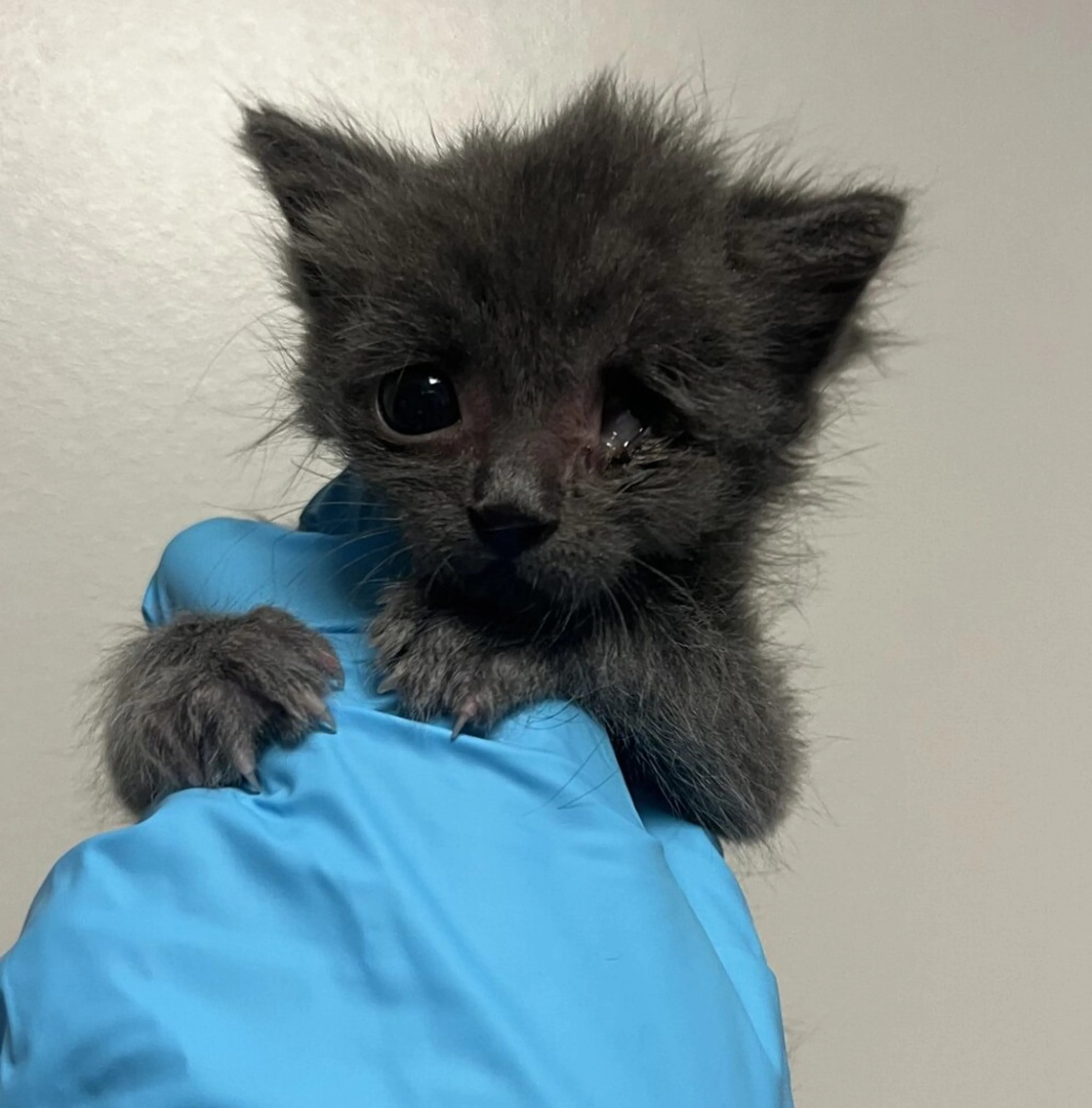 Found pet