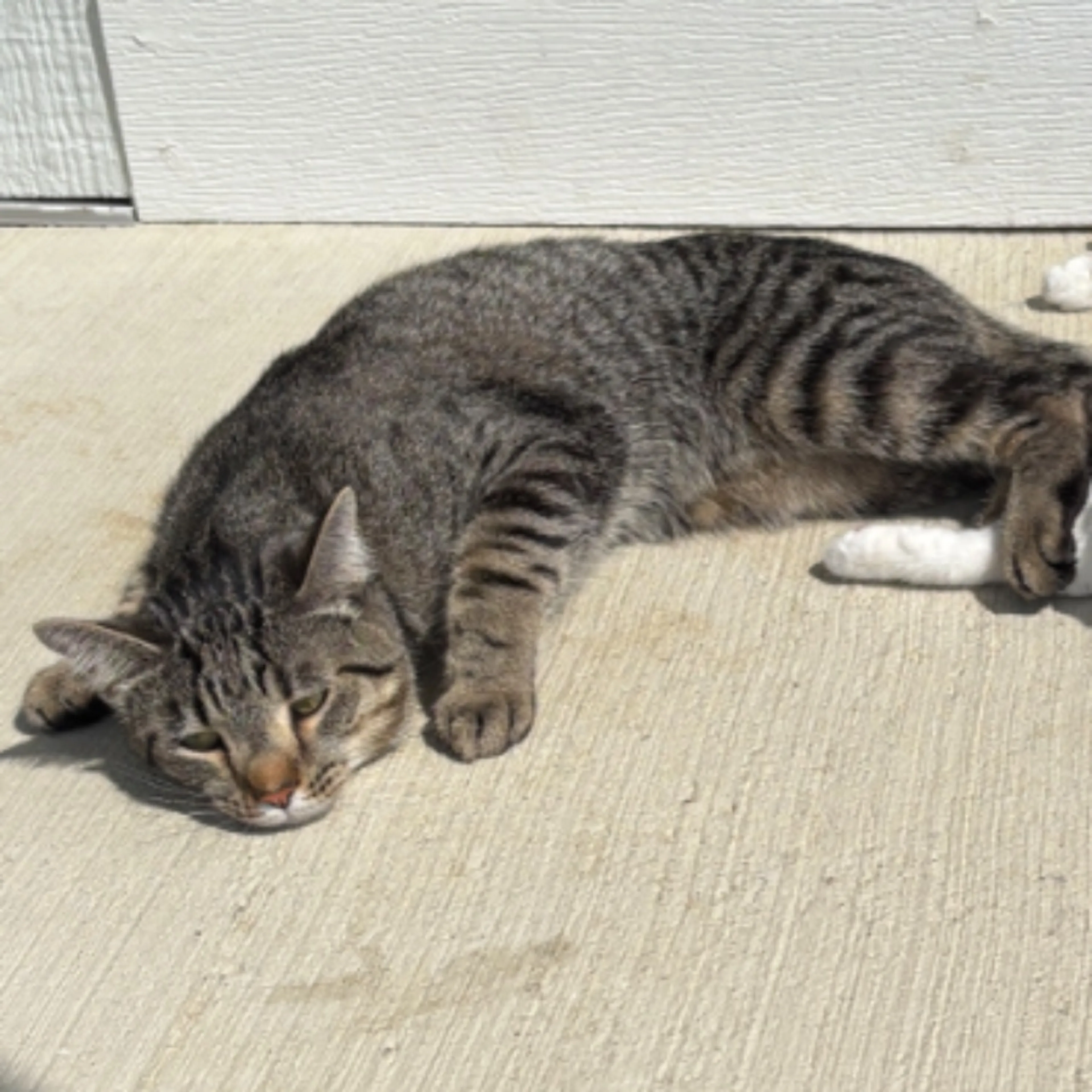 Lost pet