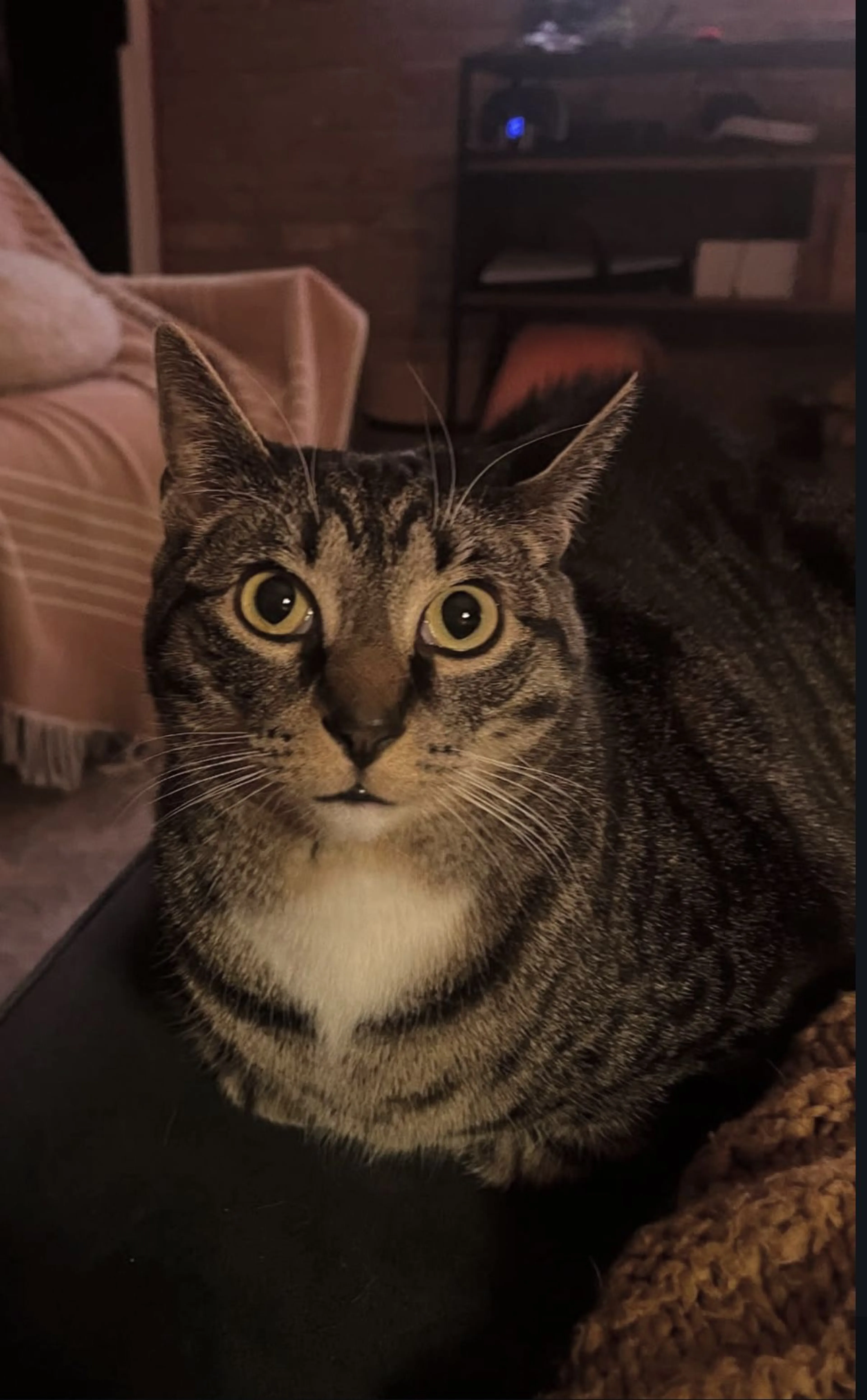 Lost pet