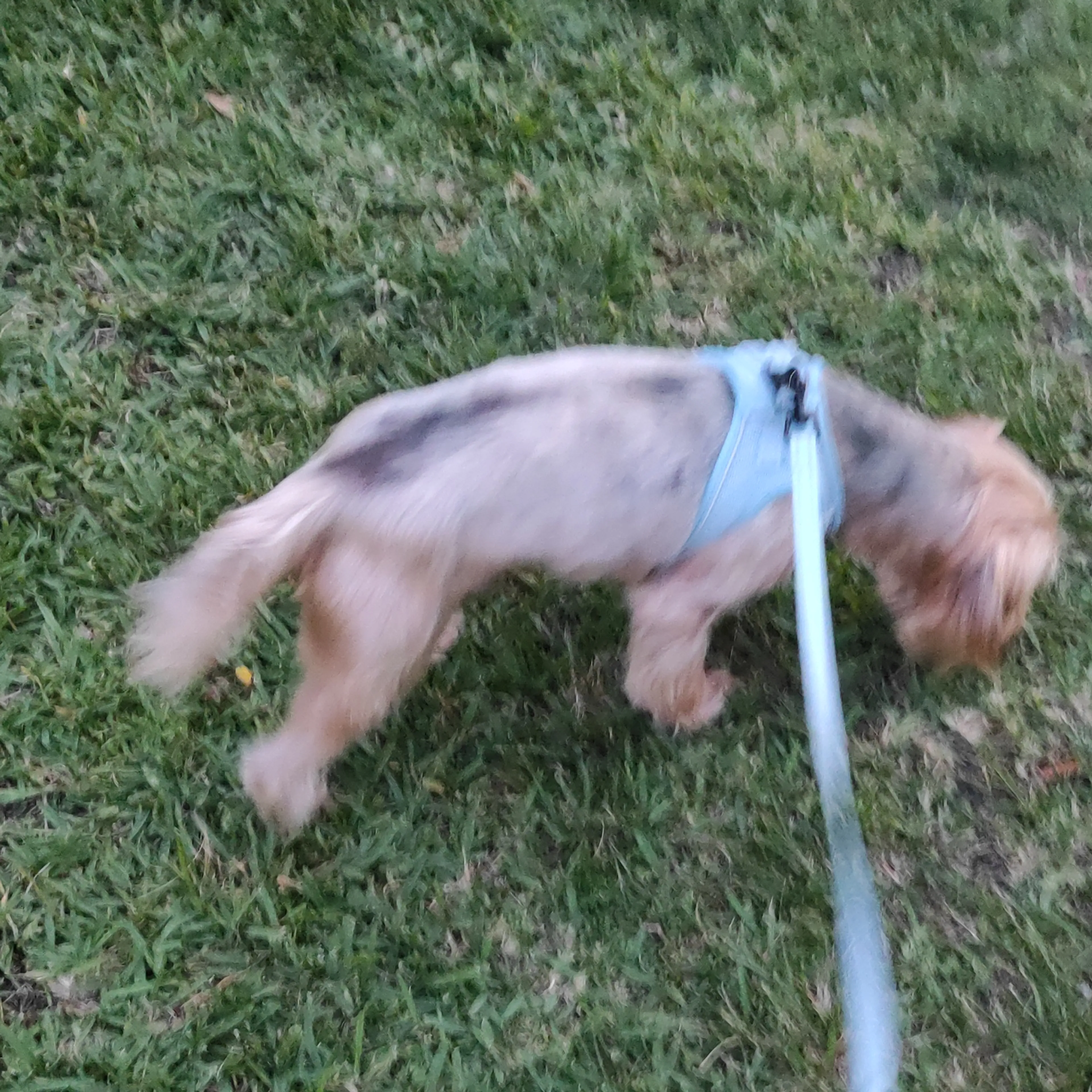 Found pet-1