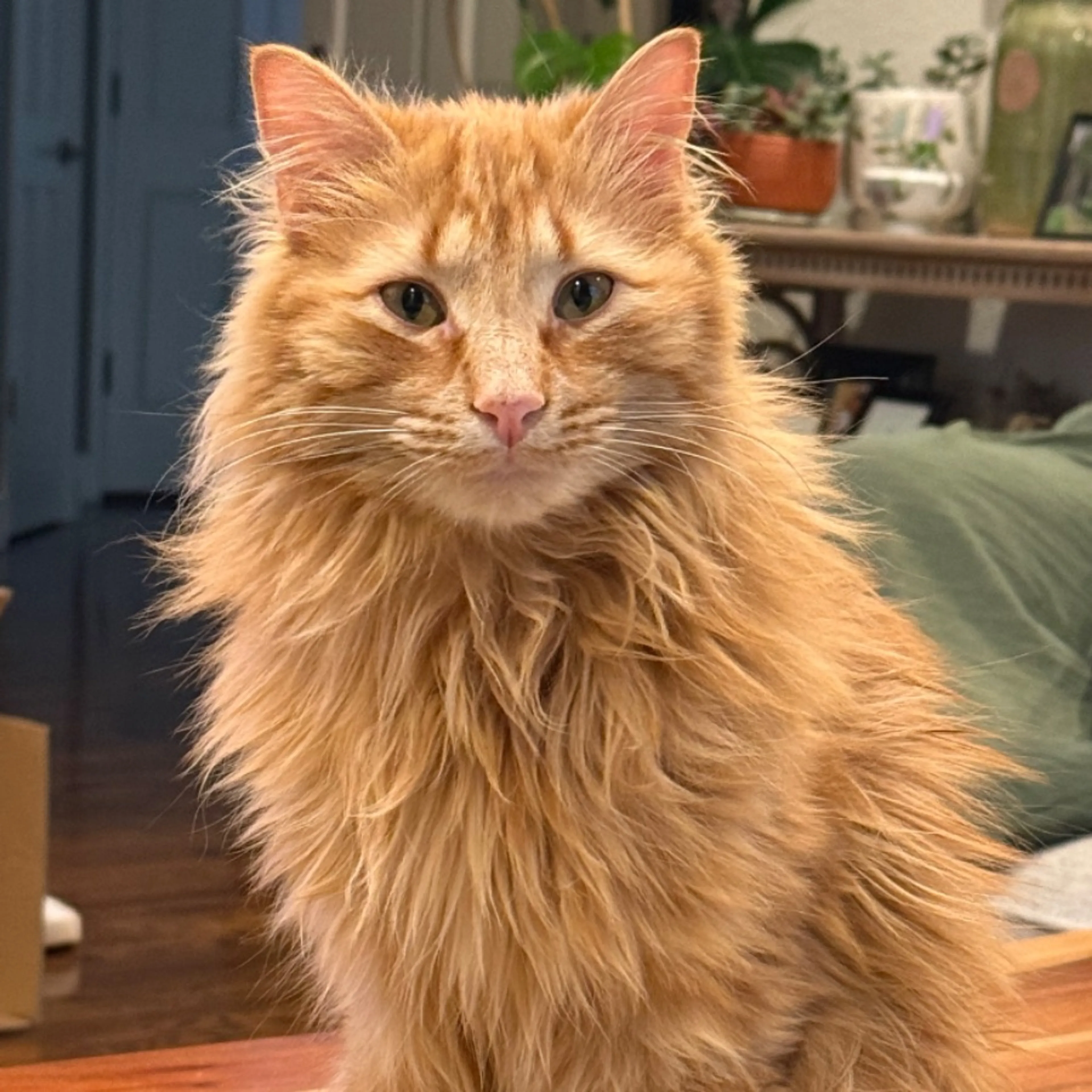 Lost pet-0