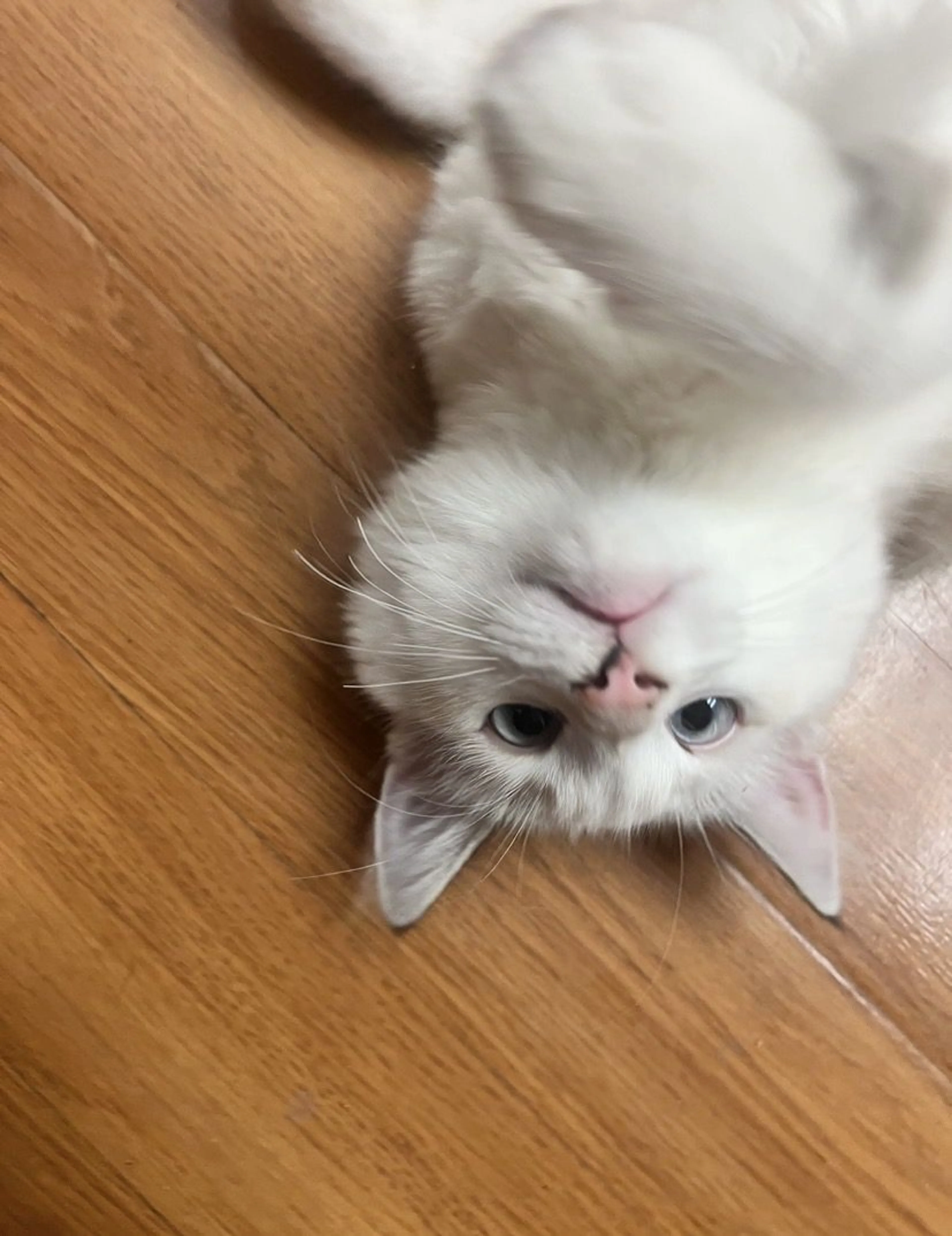 Lost pet-0