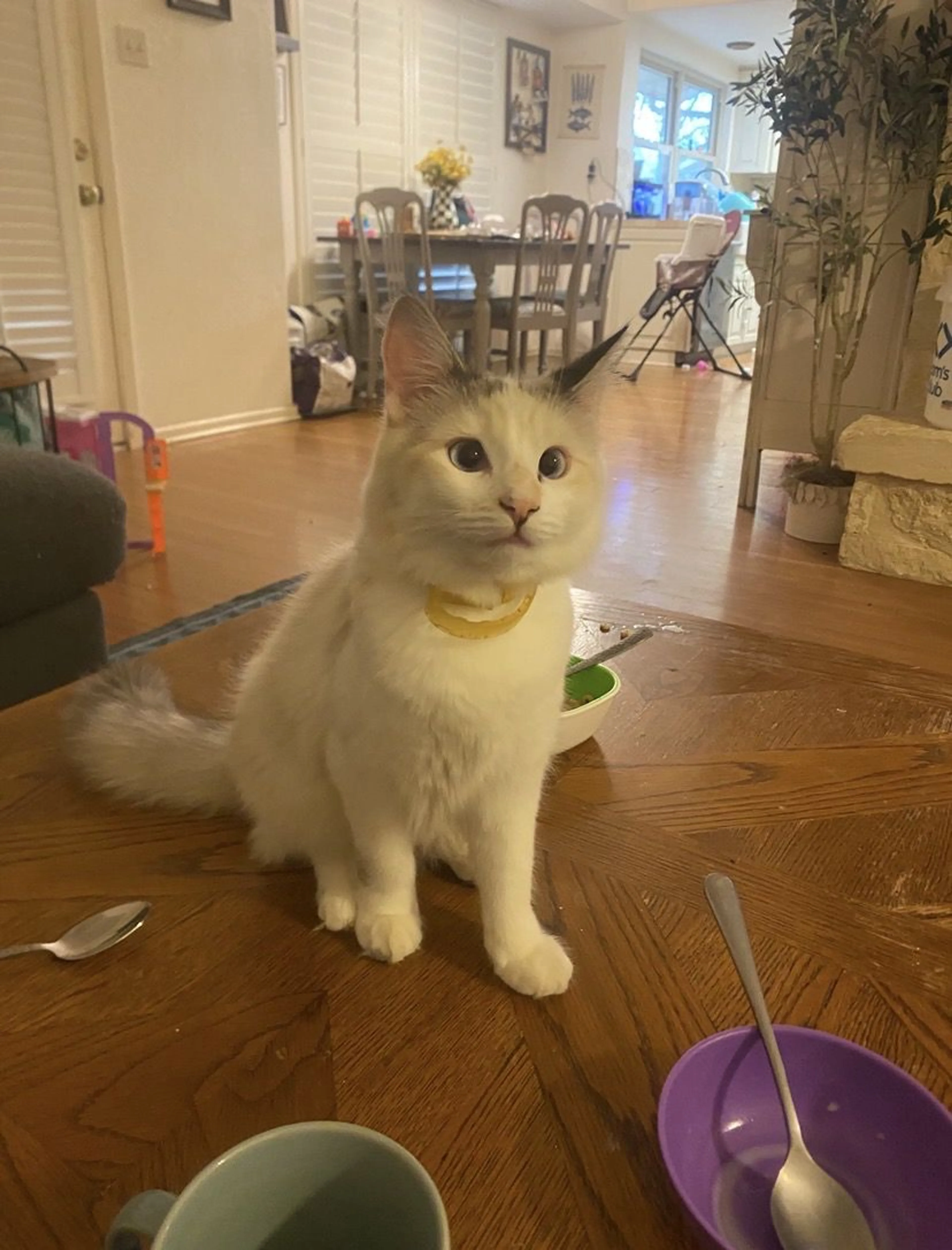 Lost pet-1