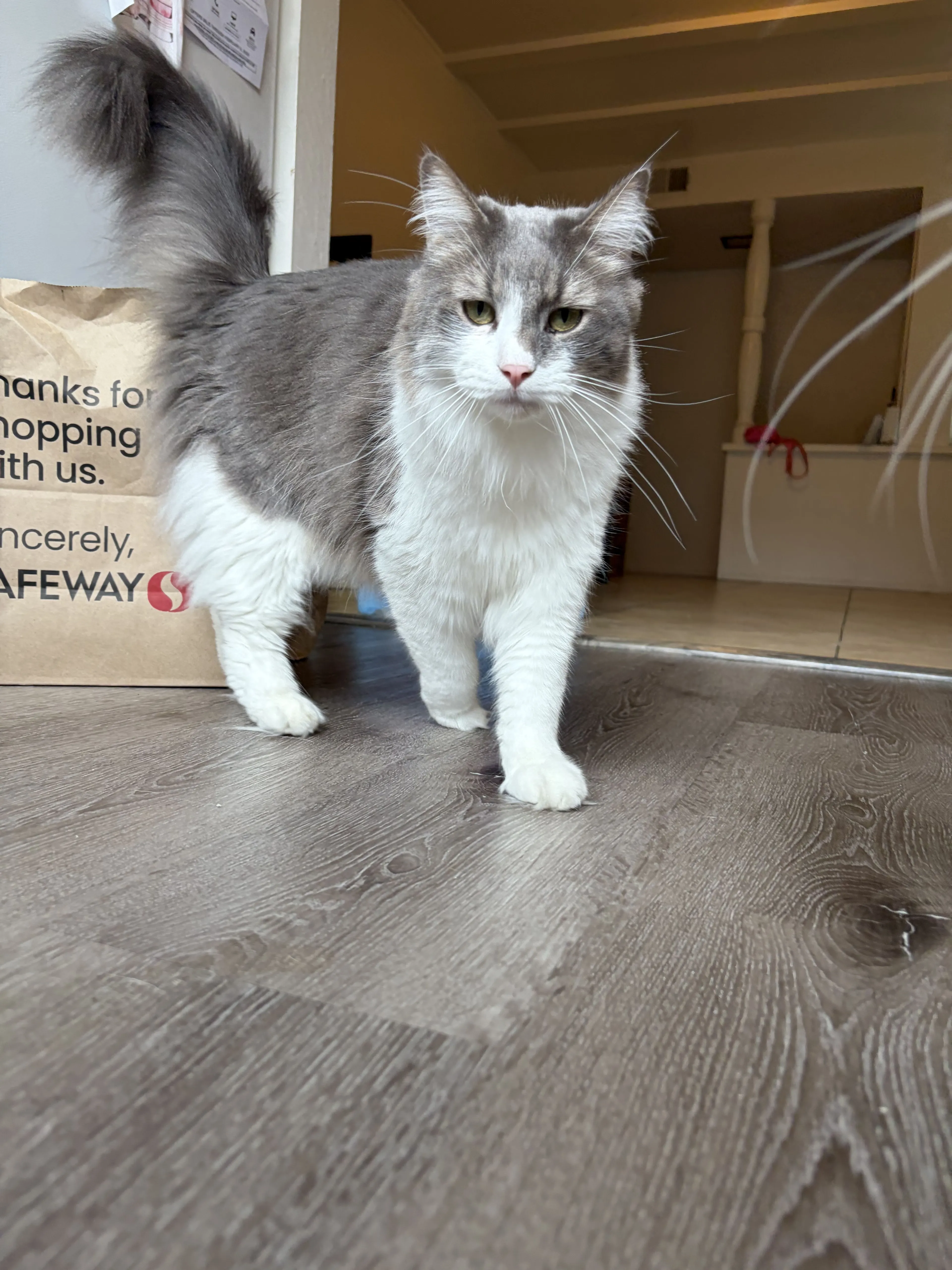 Lost pet-1