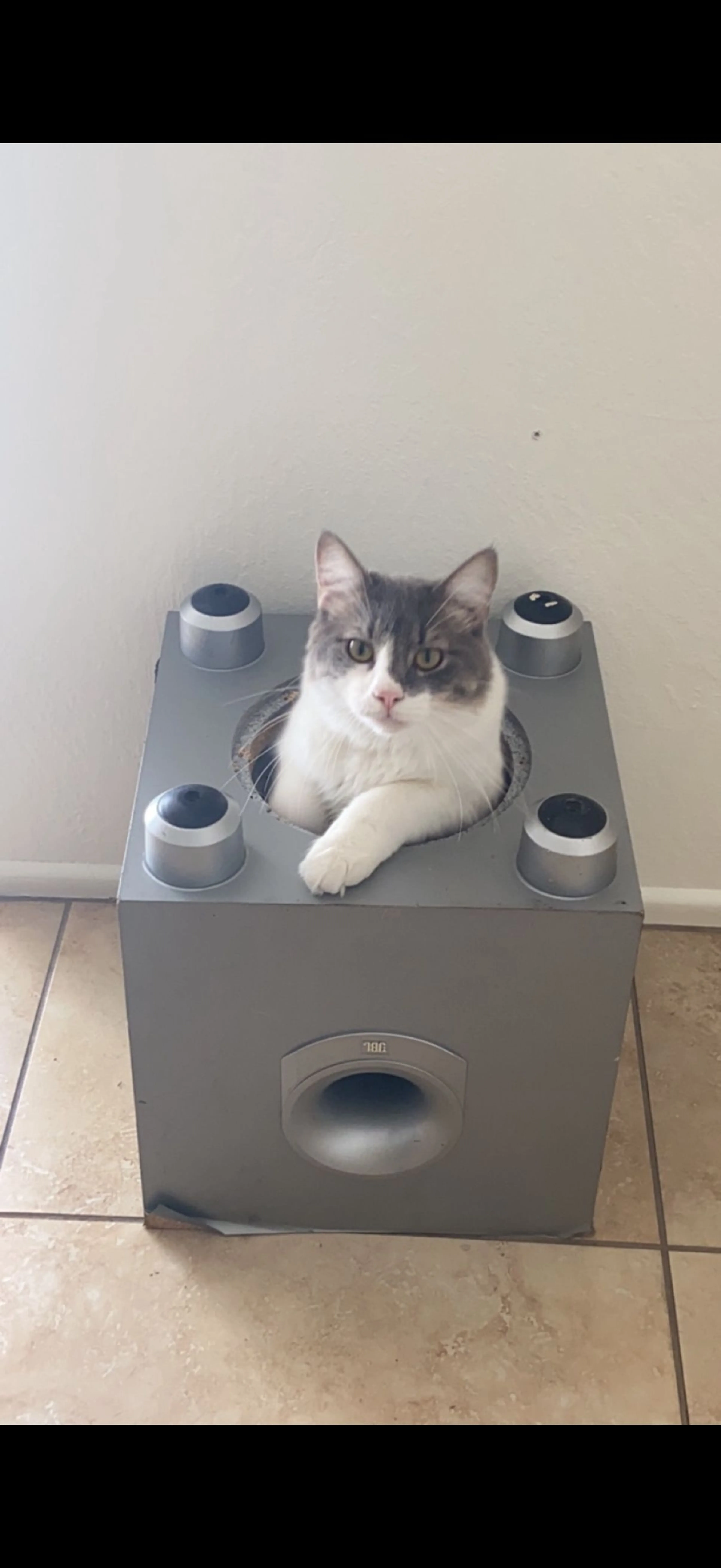Lost pet-2