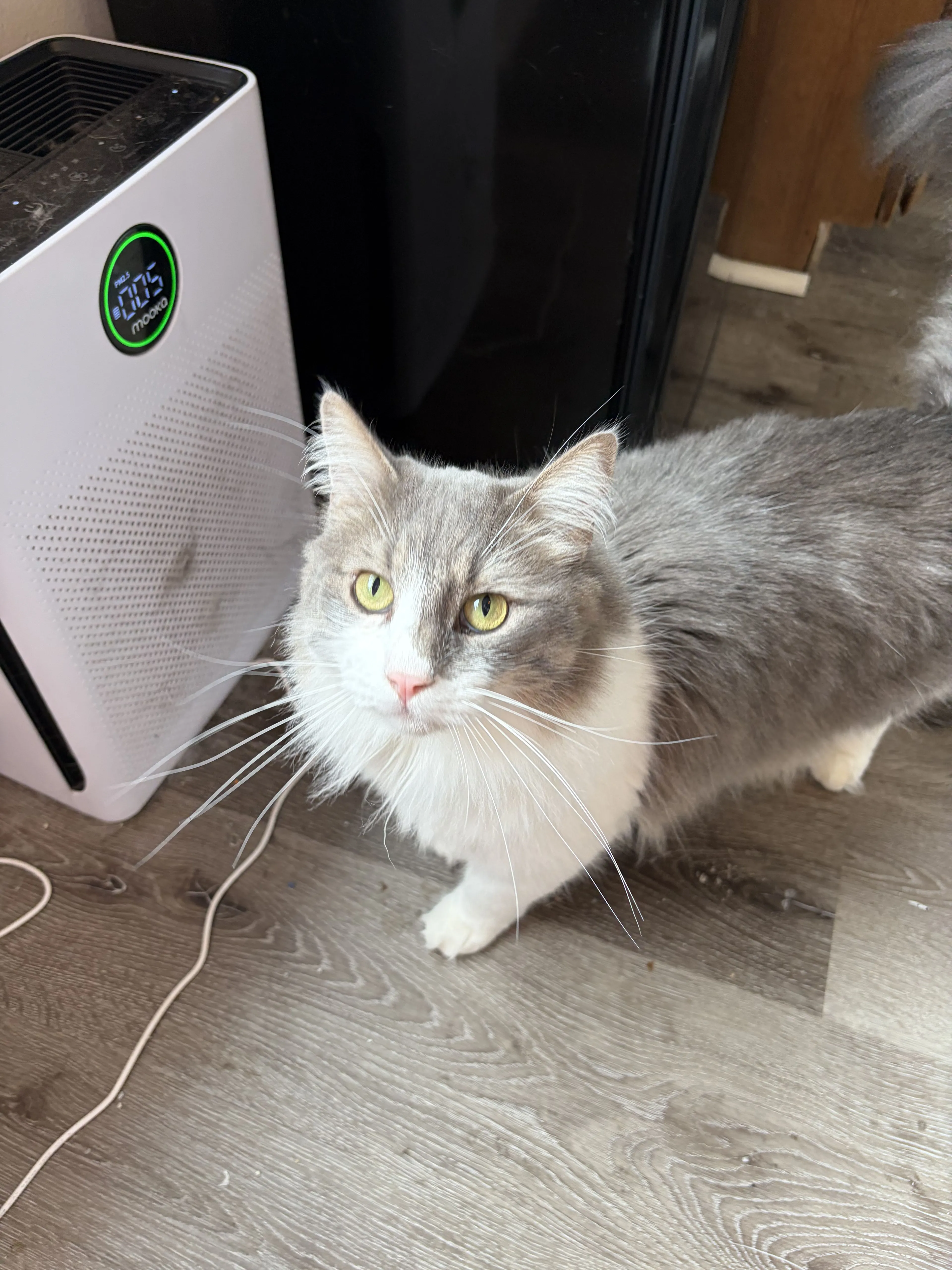 Lost pet-0