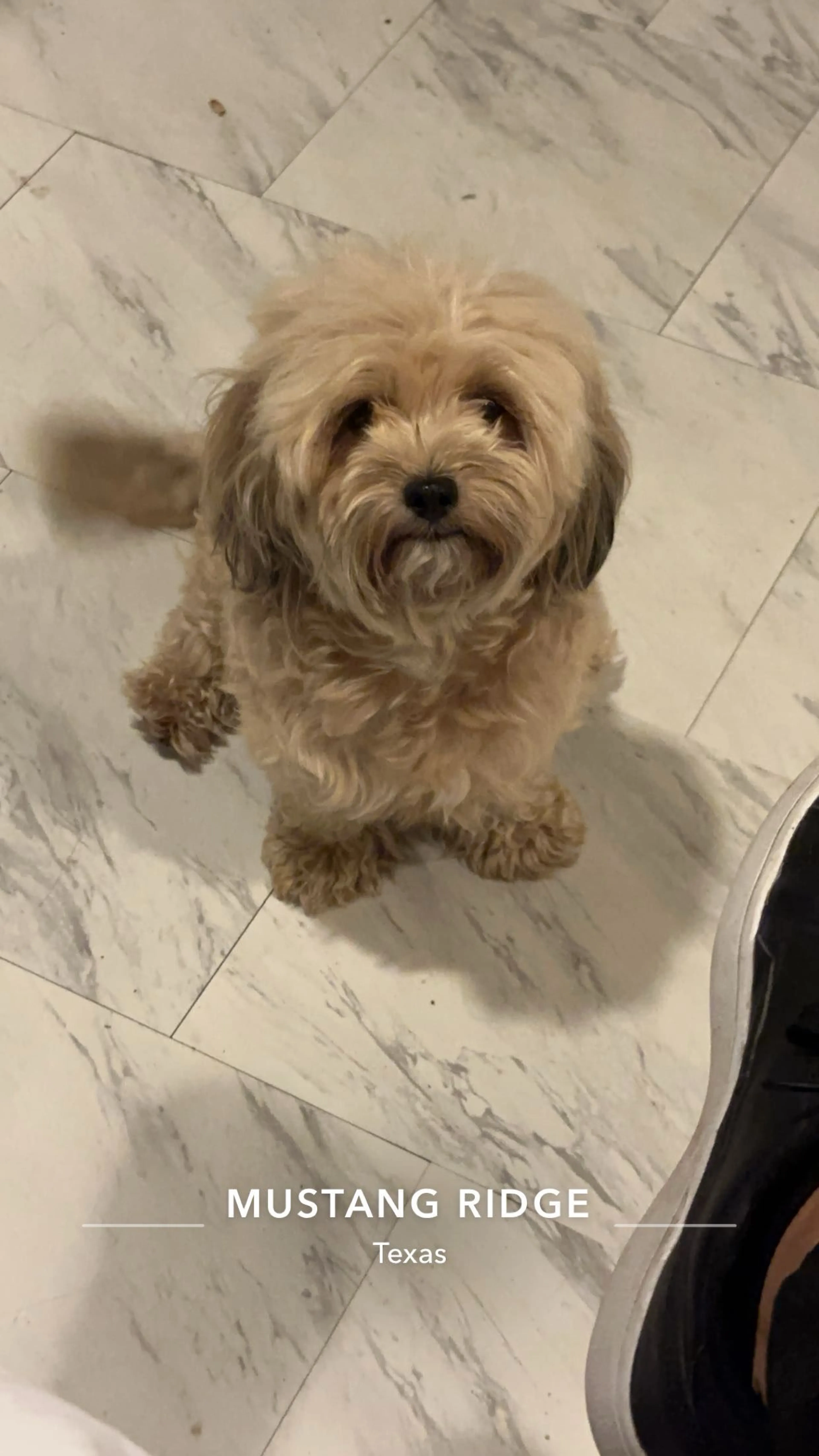 Lost pet