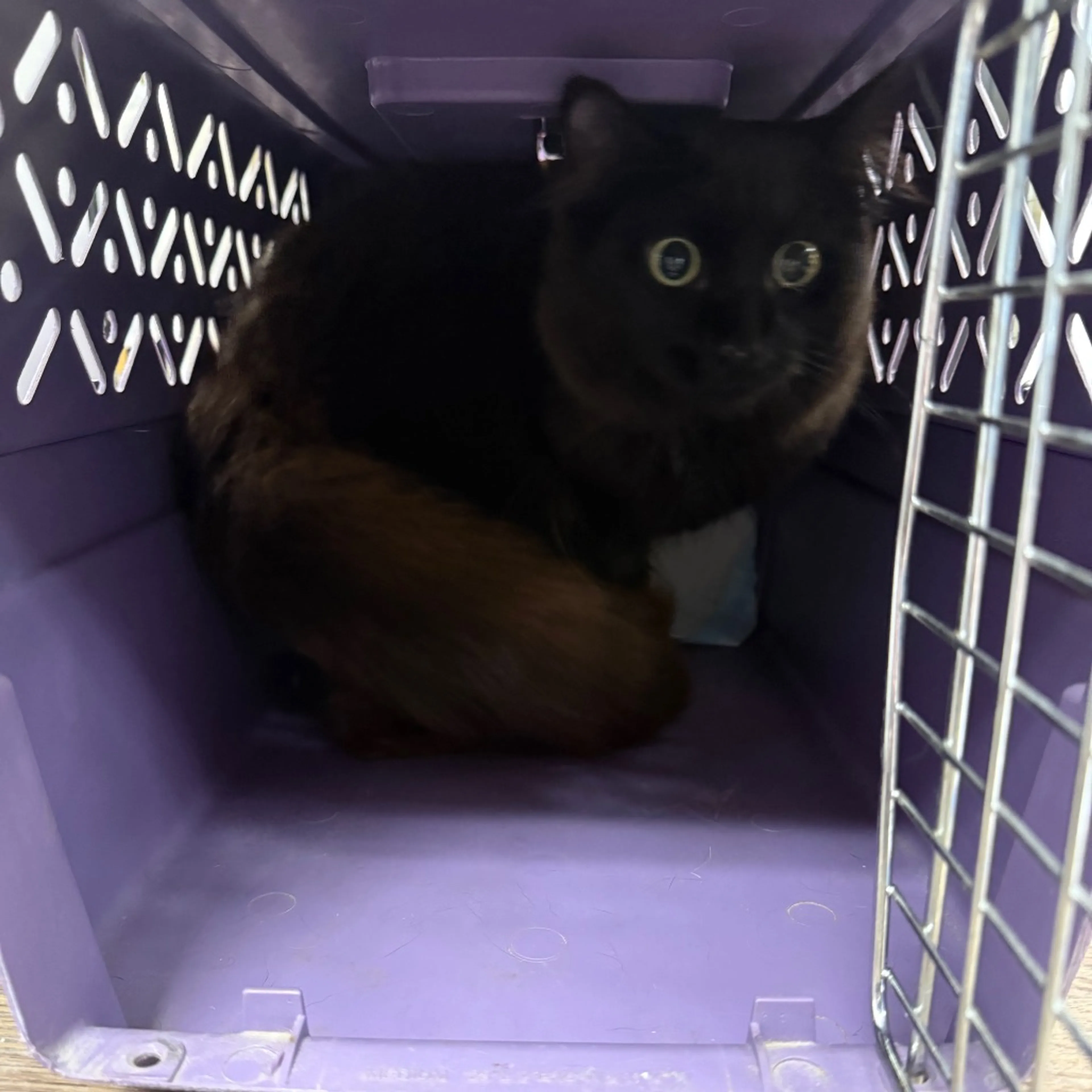 Found pet