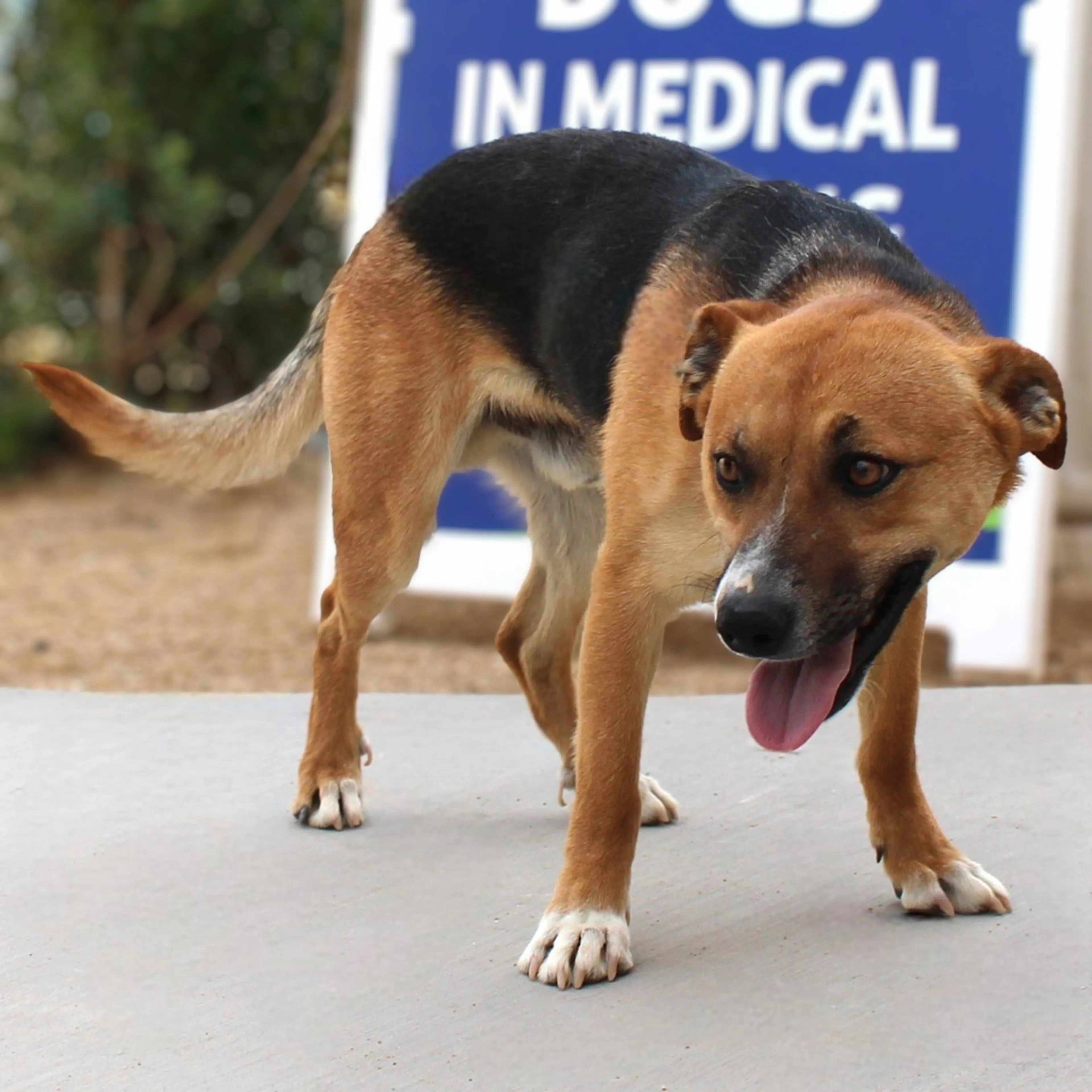 Found pet-8