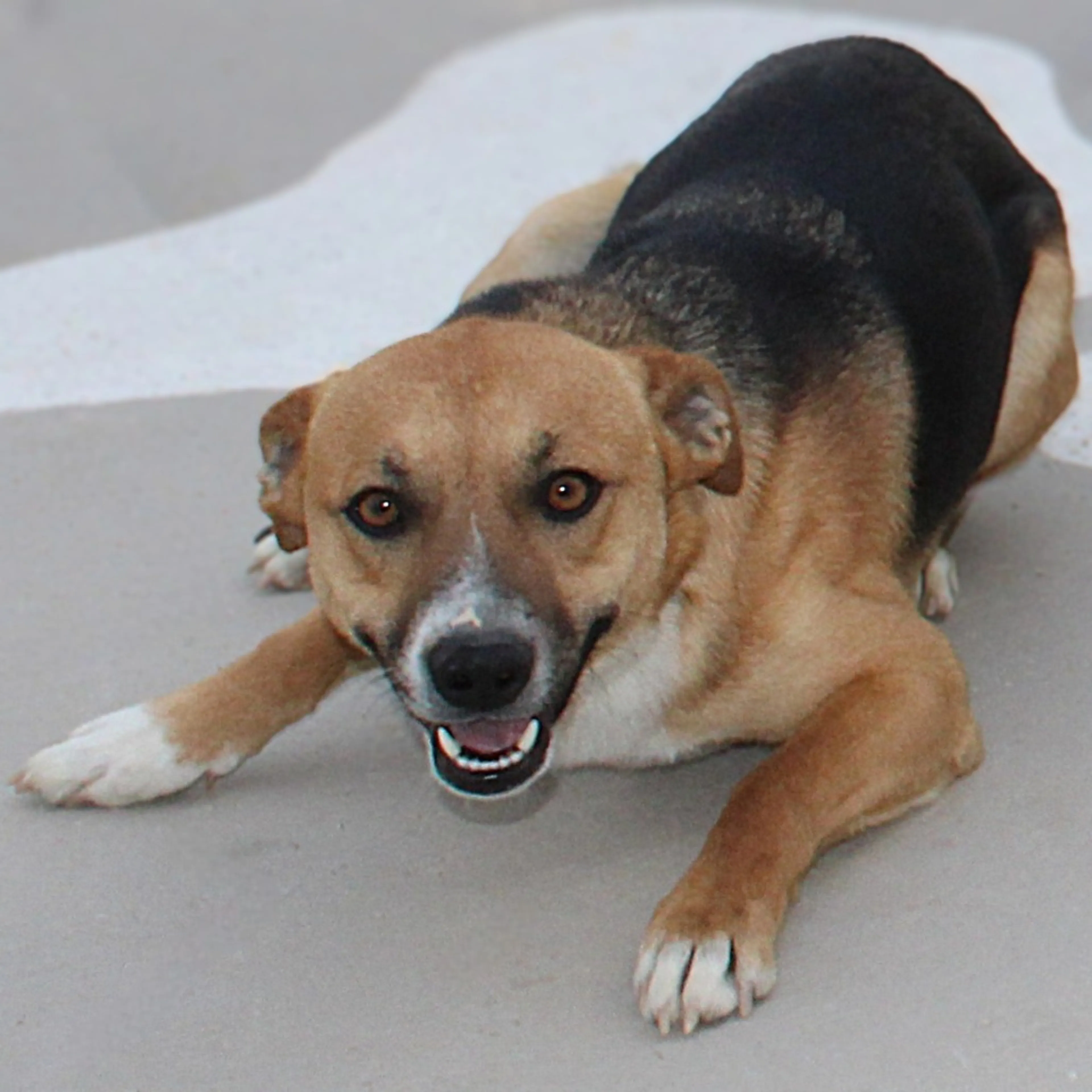Found pet-9