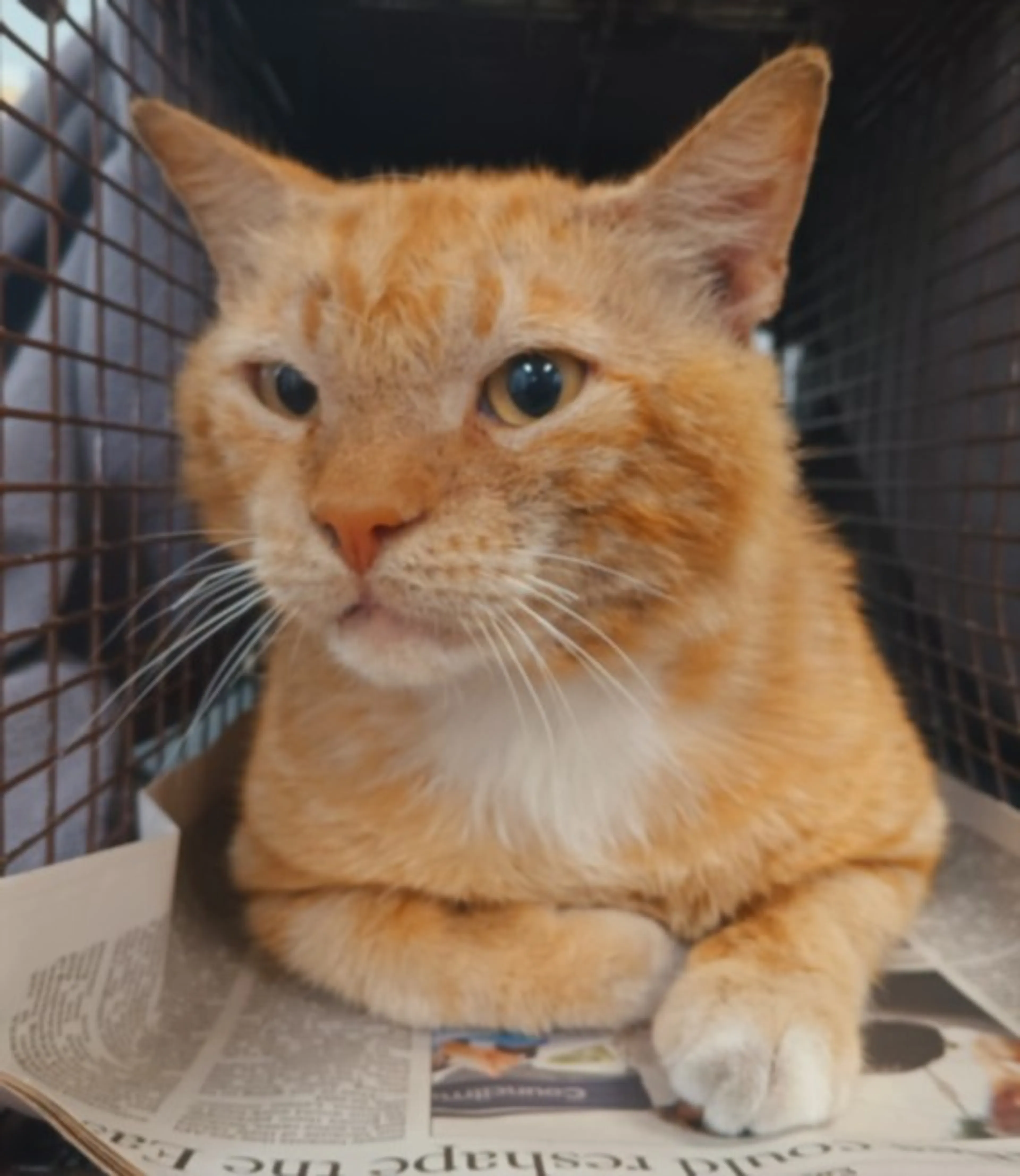Found pet