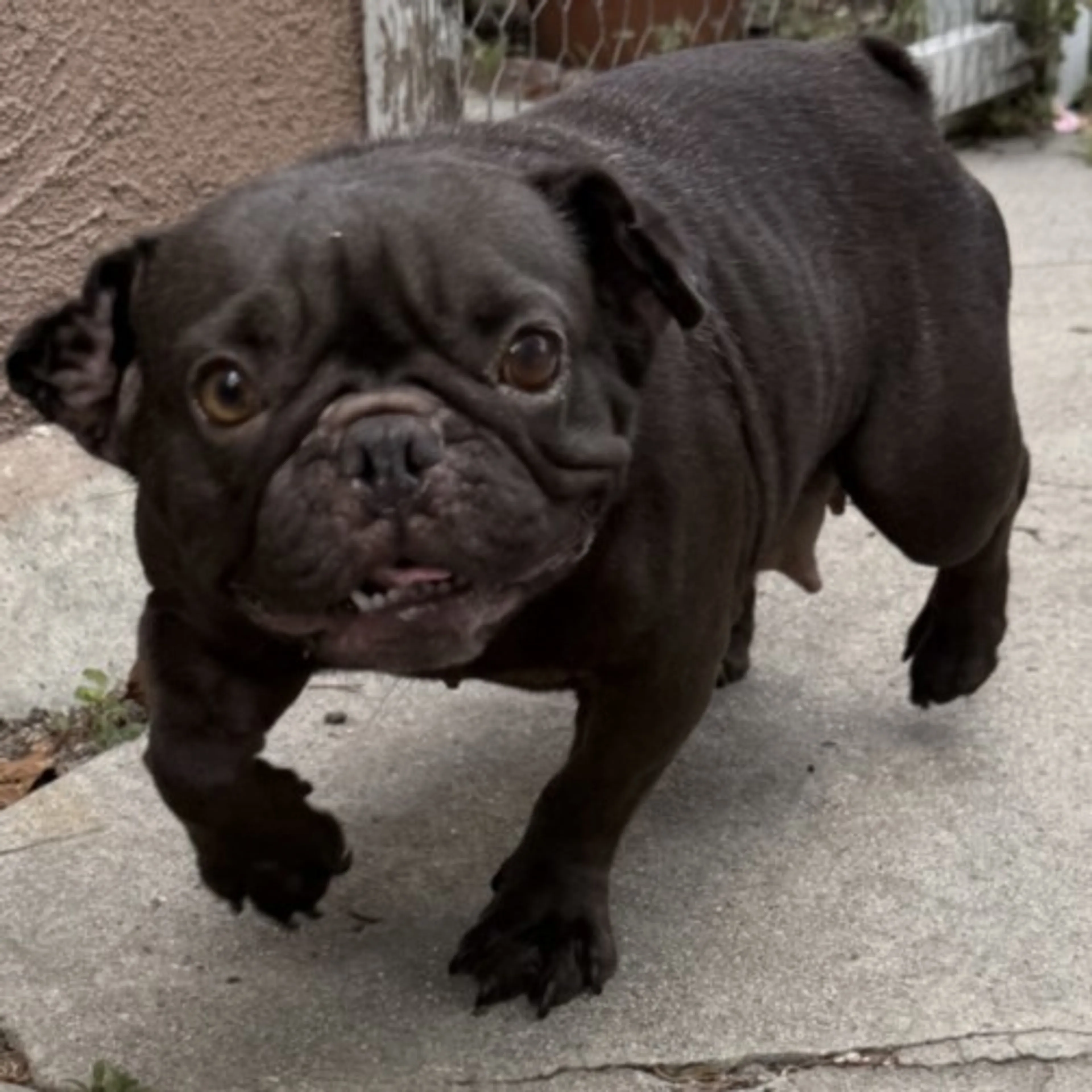 Found pet