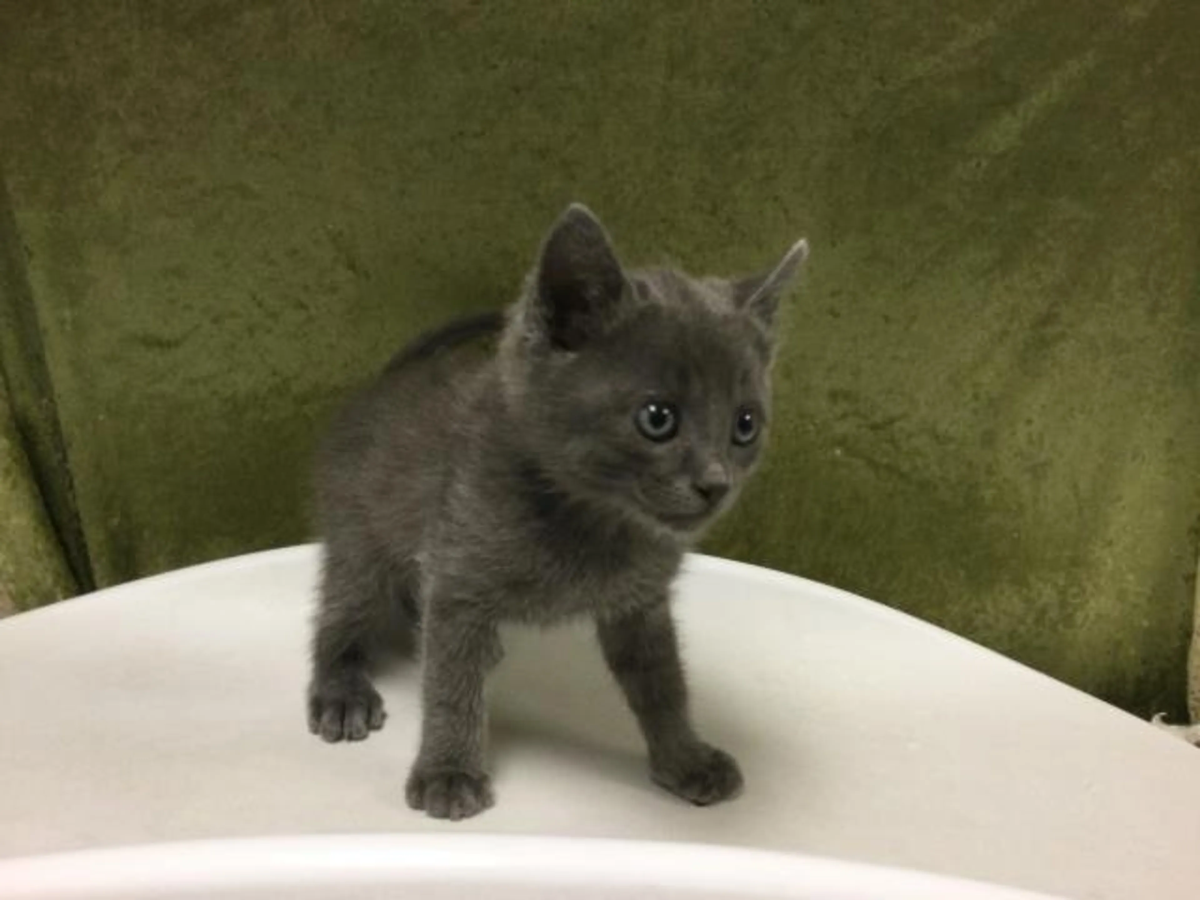 Found pet