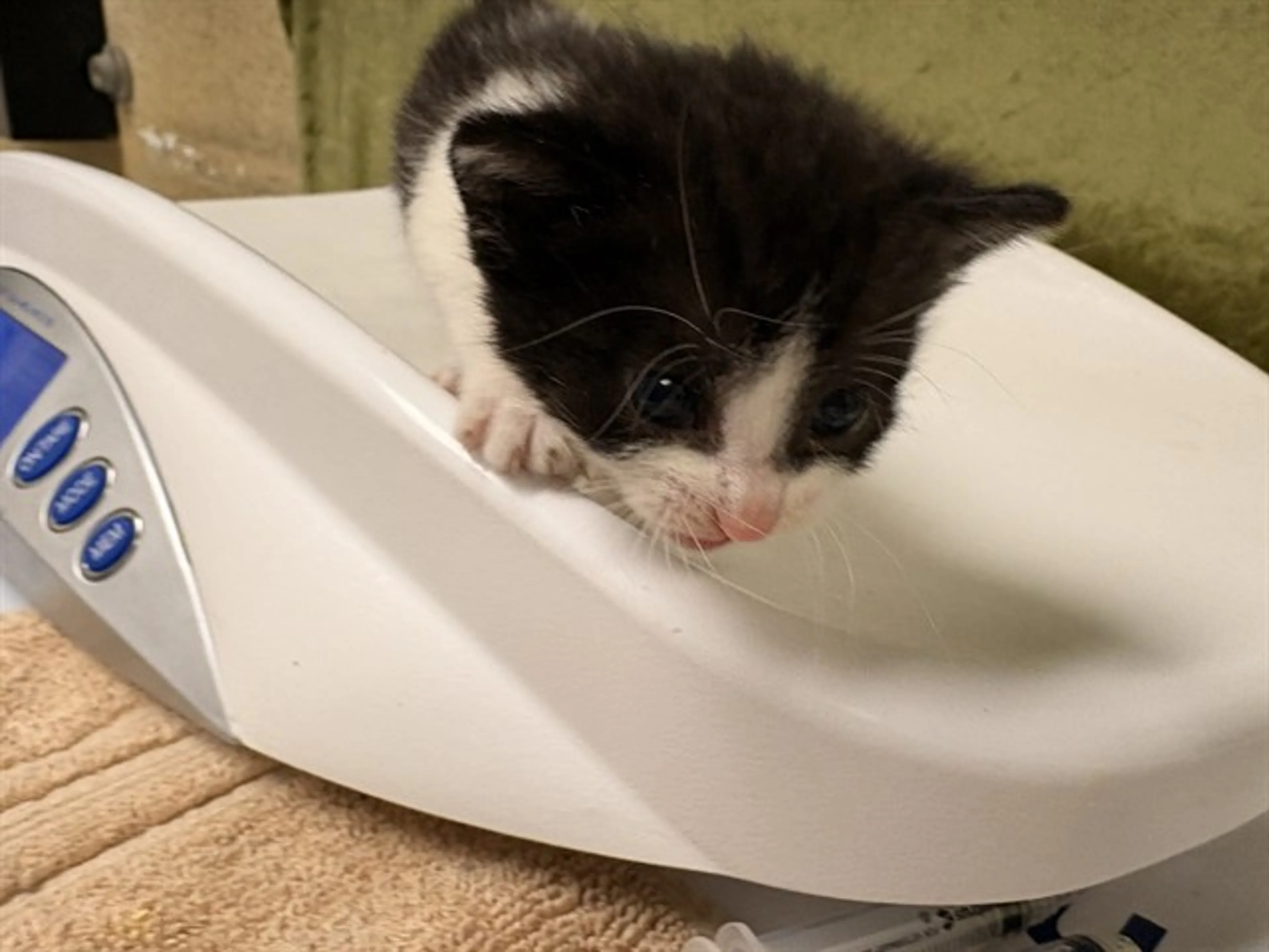 Found pet