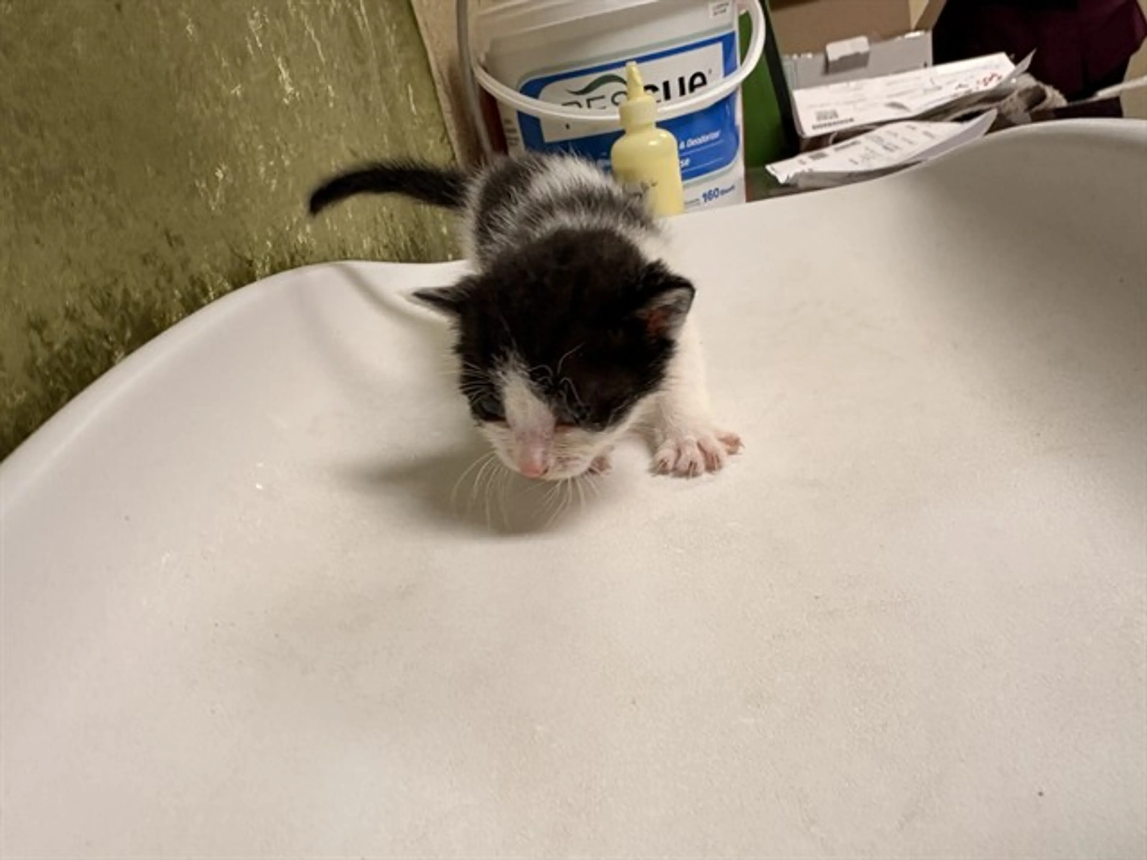 Found pet