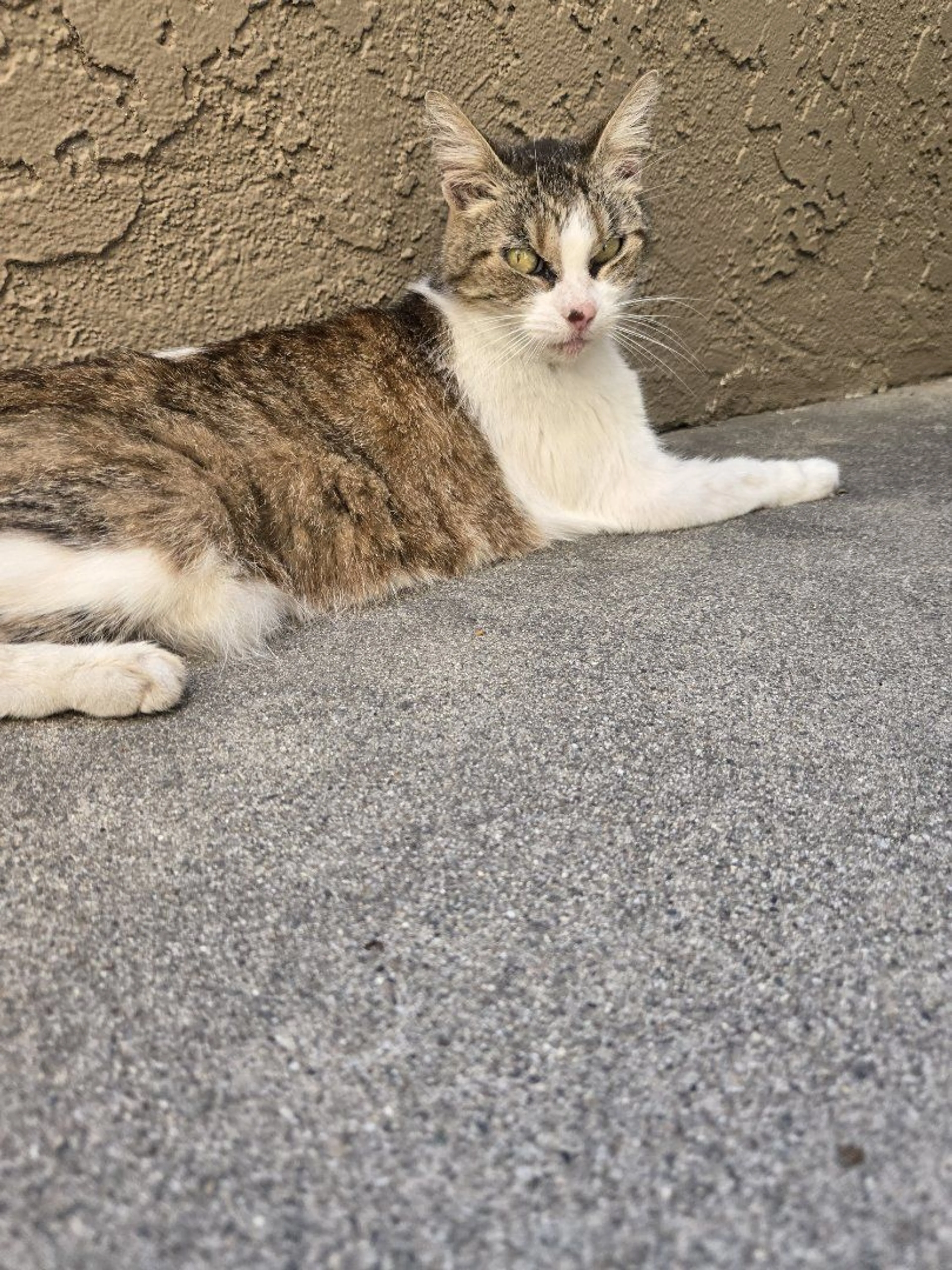 Lost pet-1