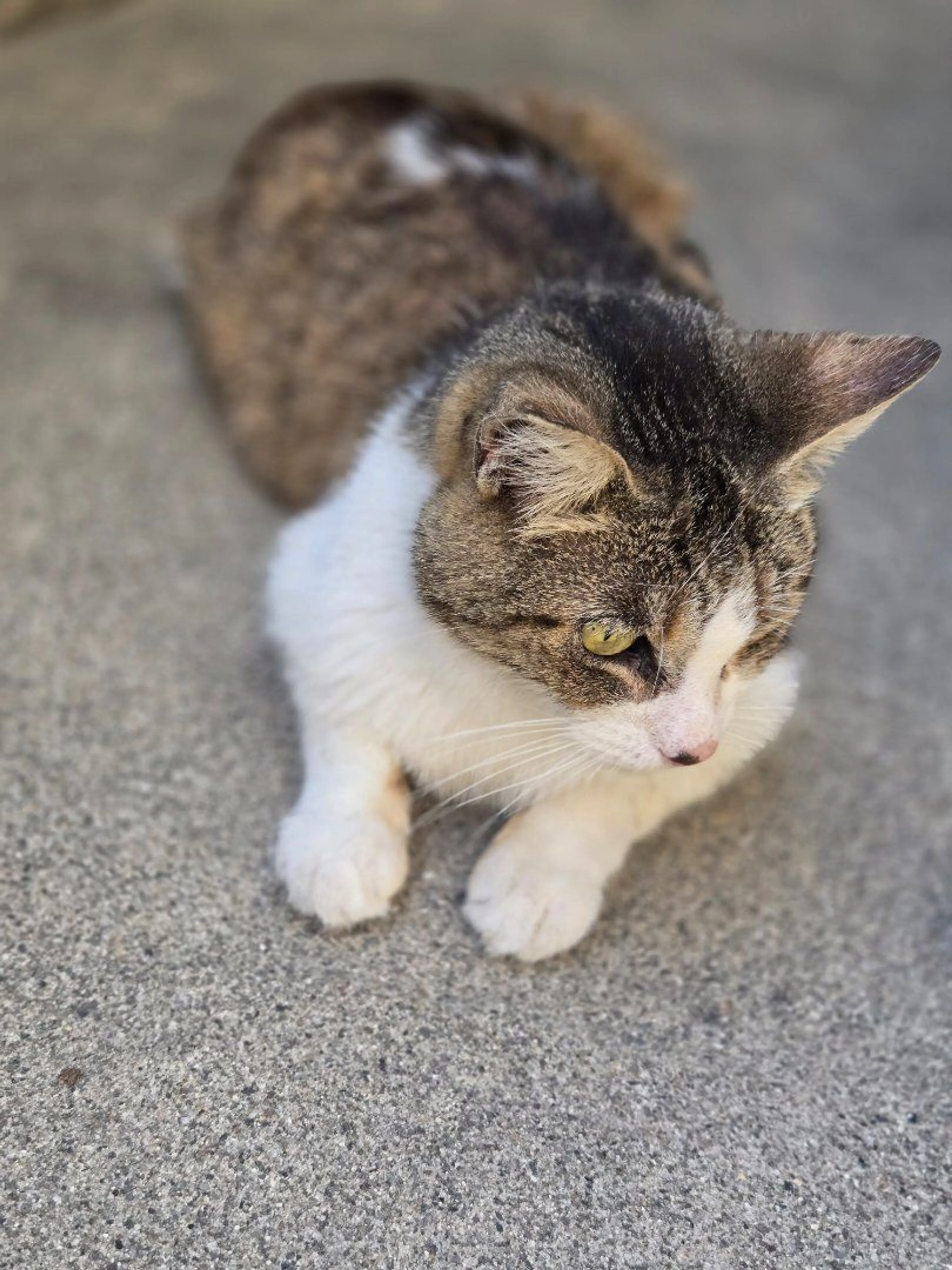 Lost pet-0