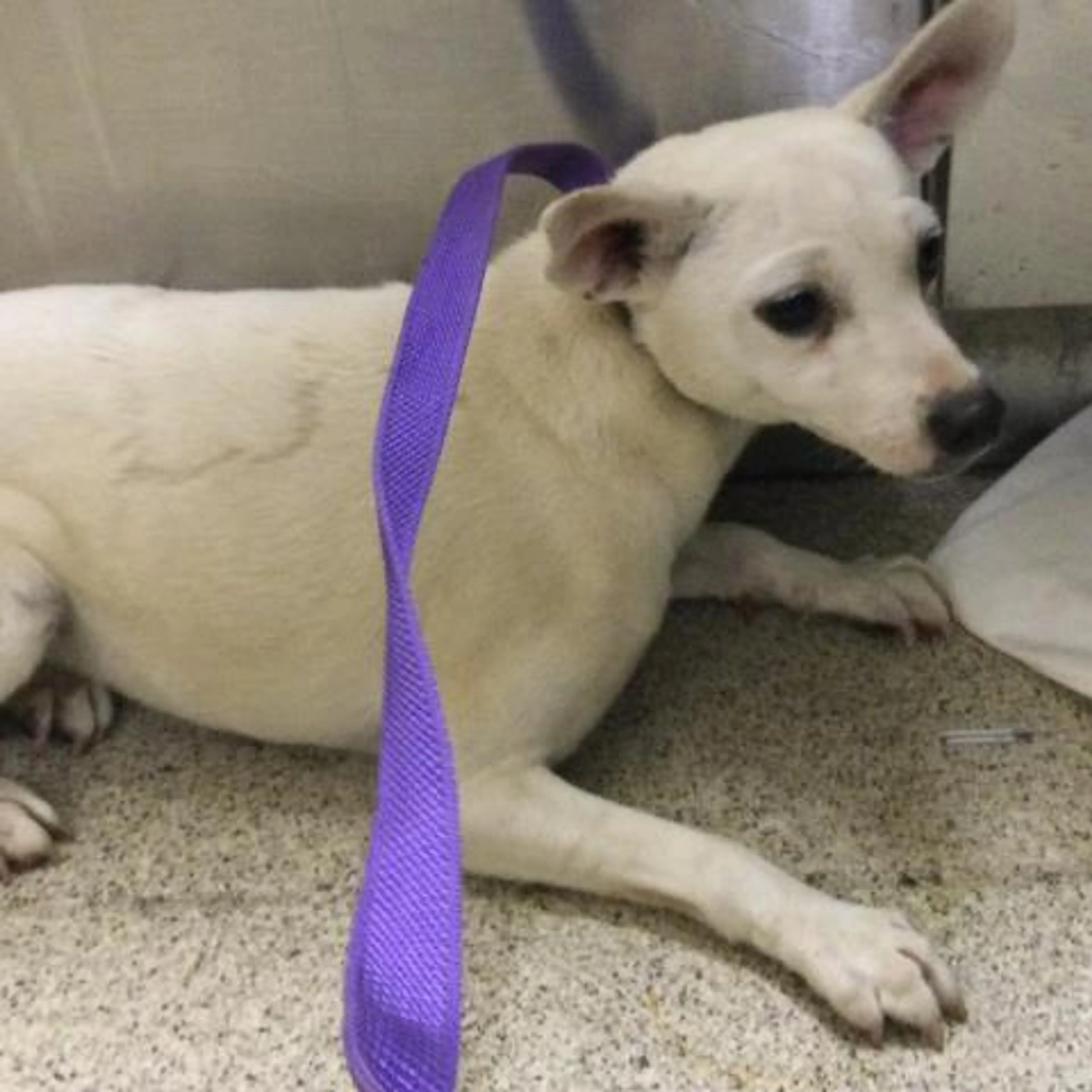 Found pet