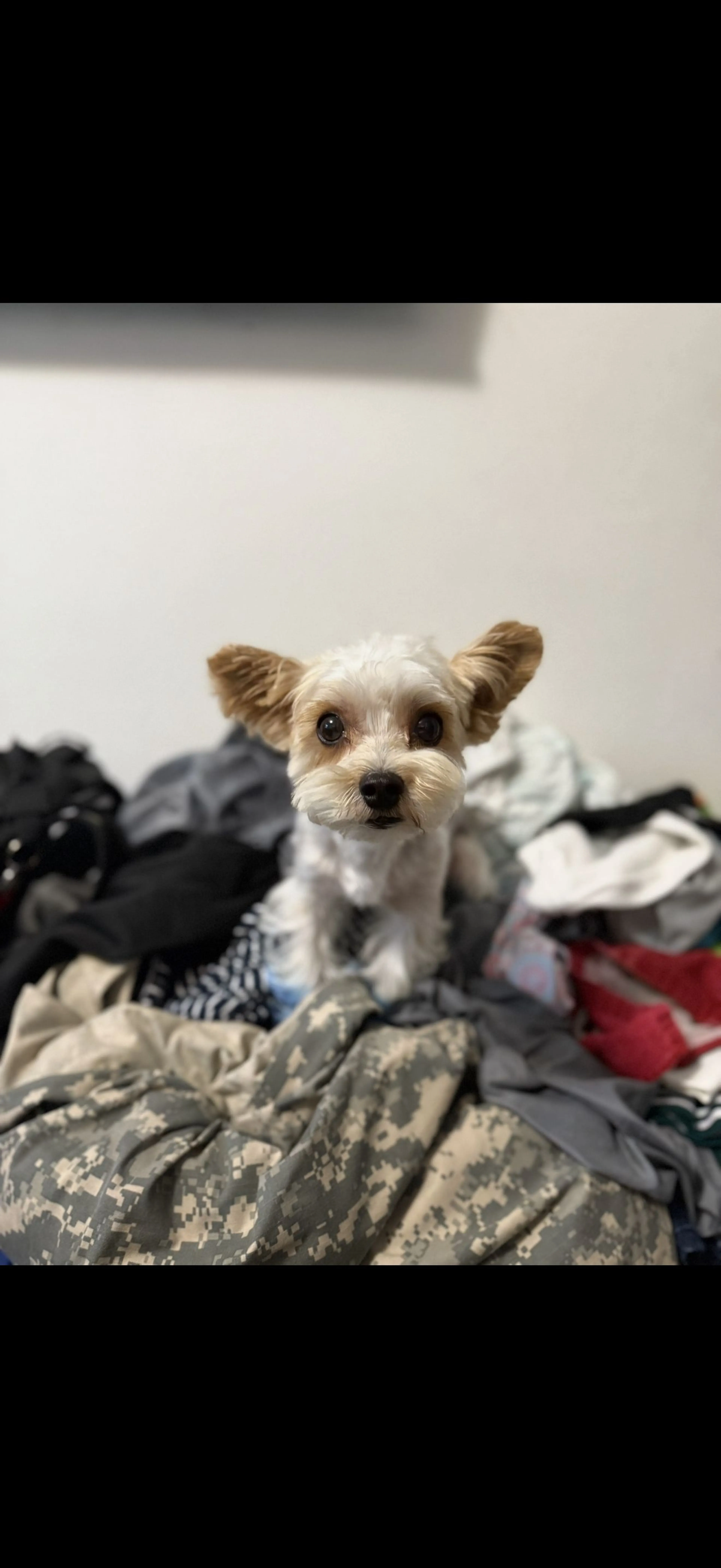 Lost pet-0