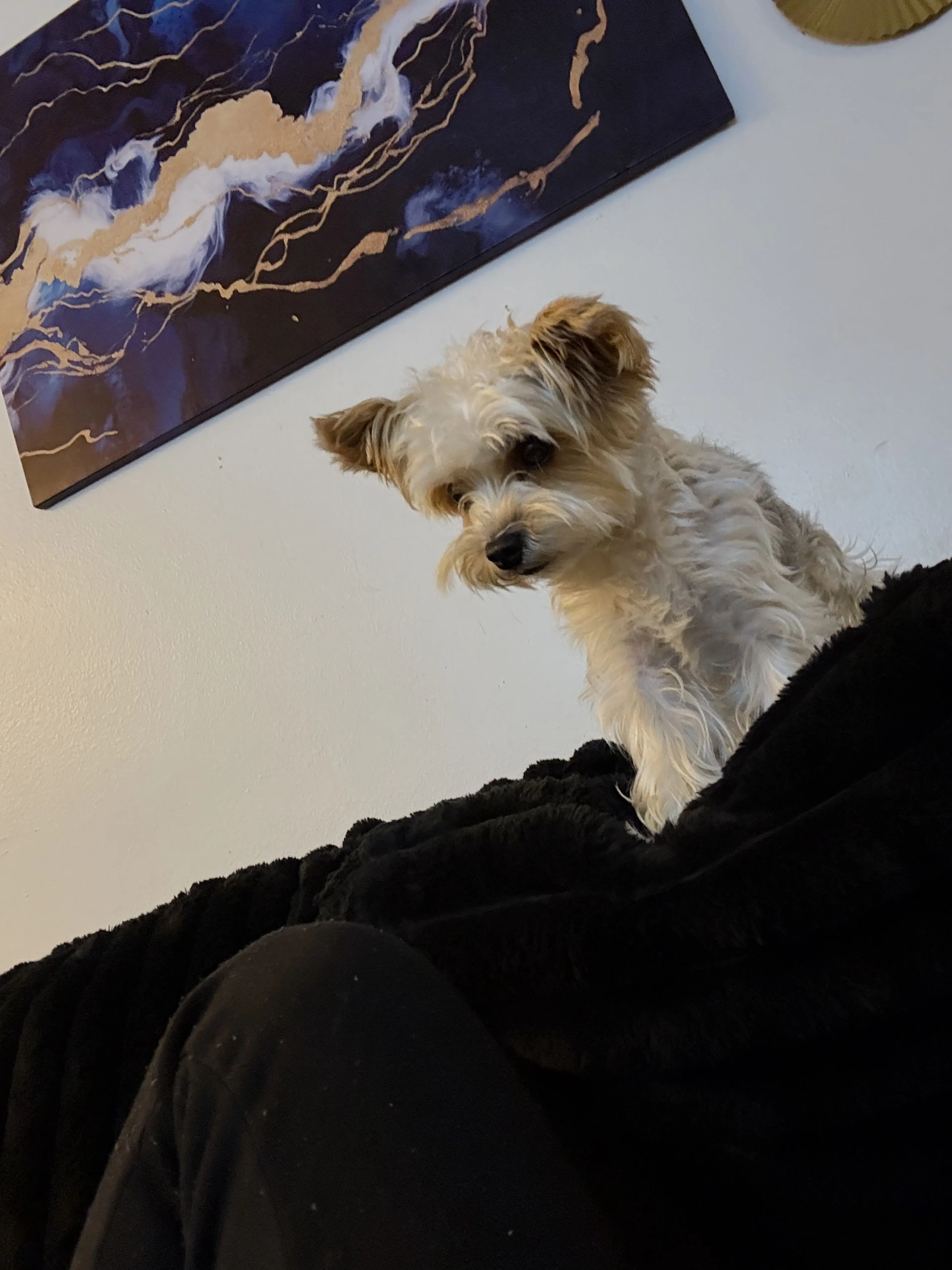 Lost pet-3