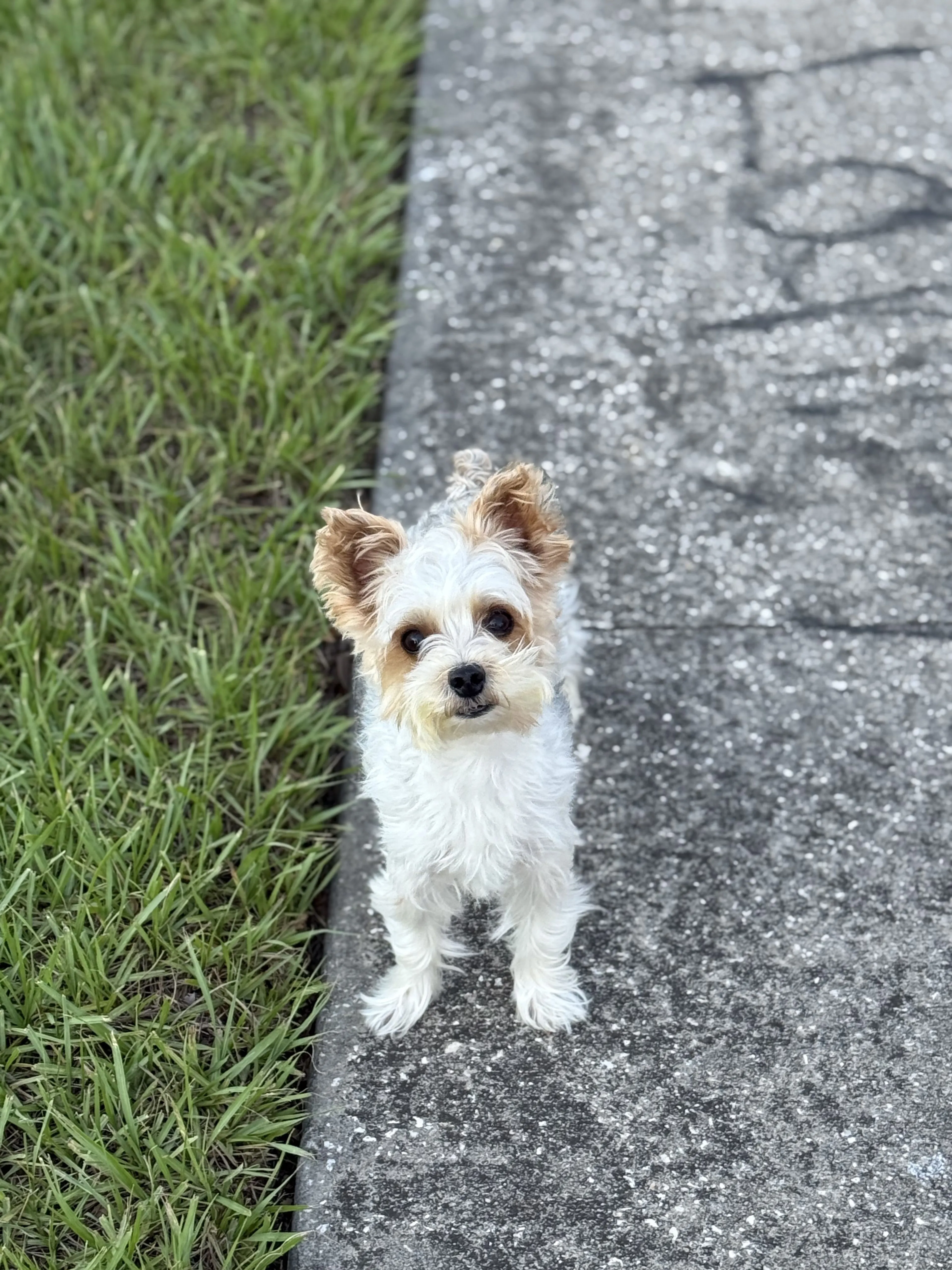 Lost pet-2