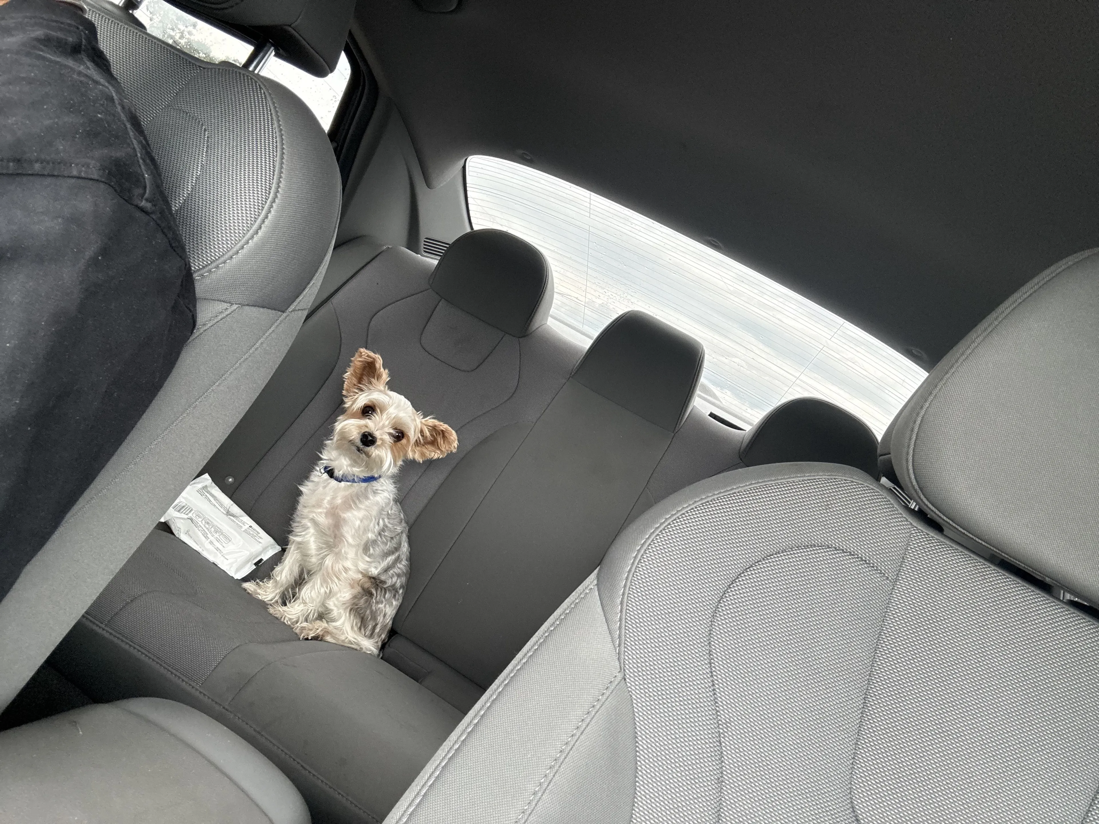 Lost pet-1