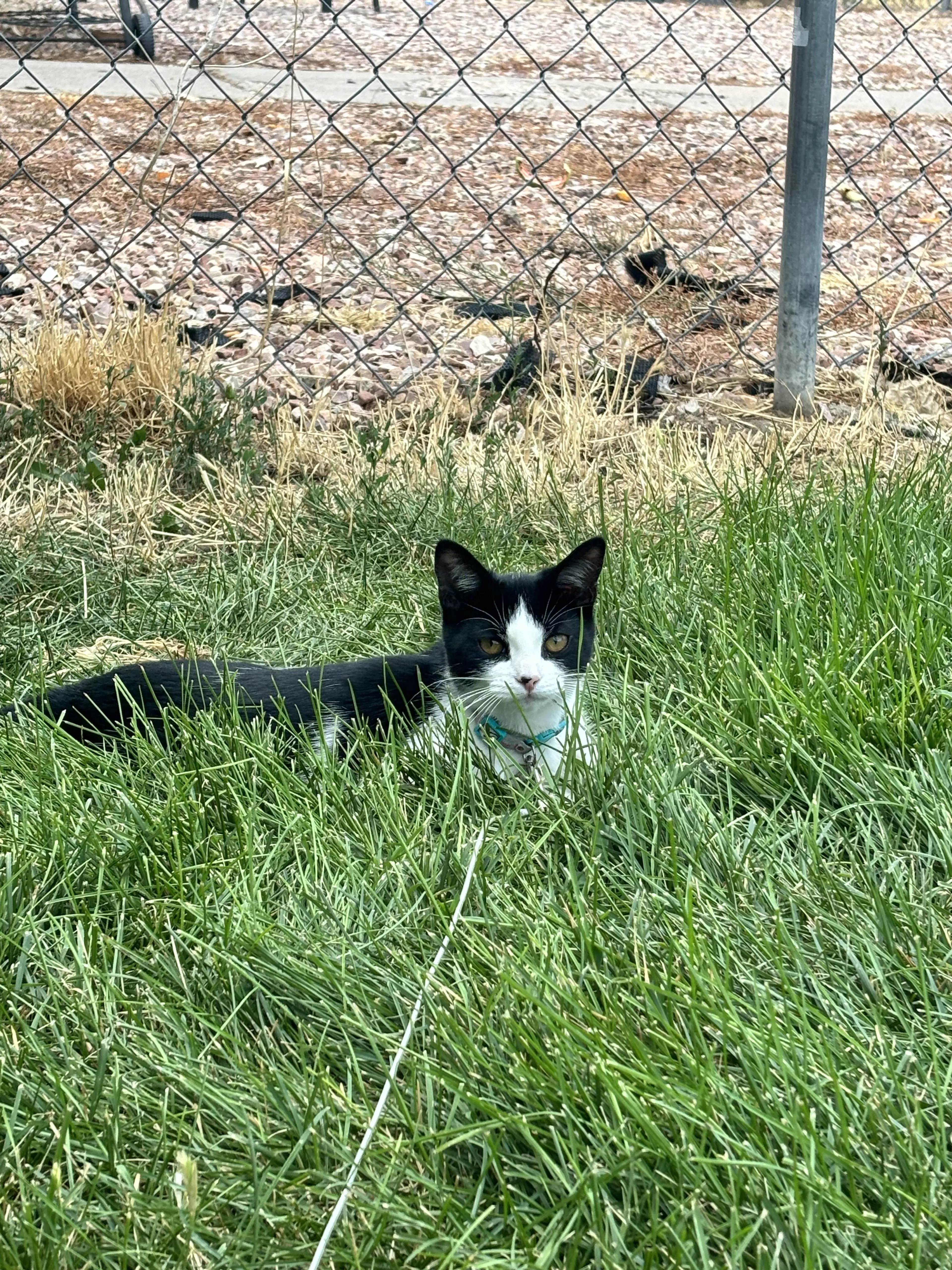Lost pet-2