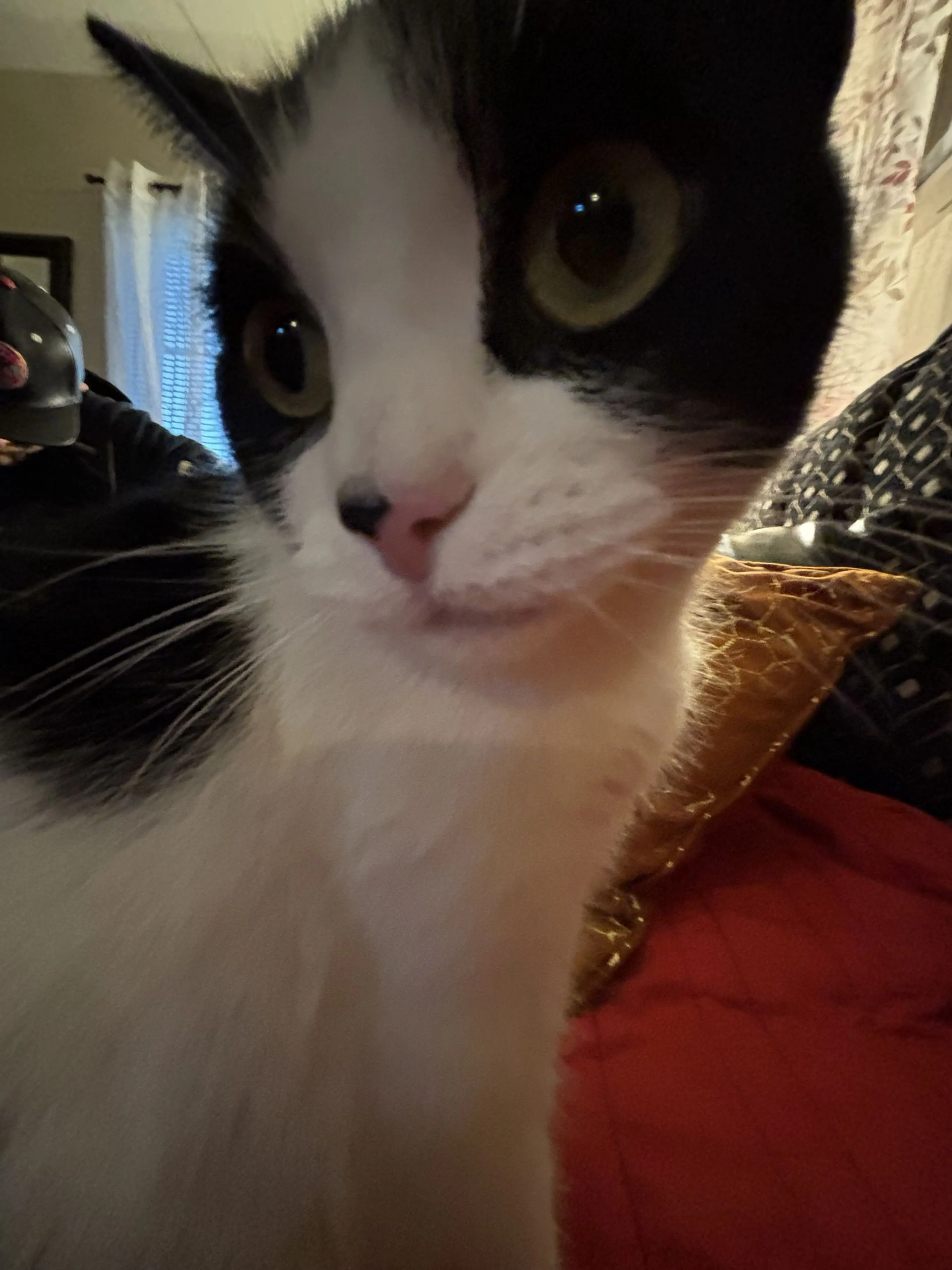 Lost pet-0
