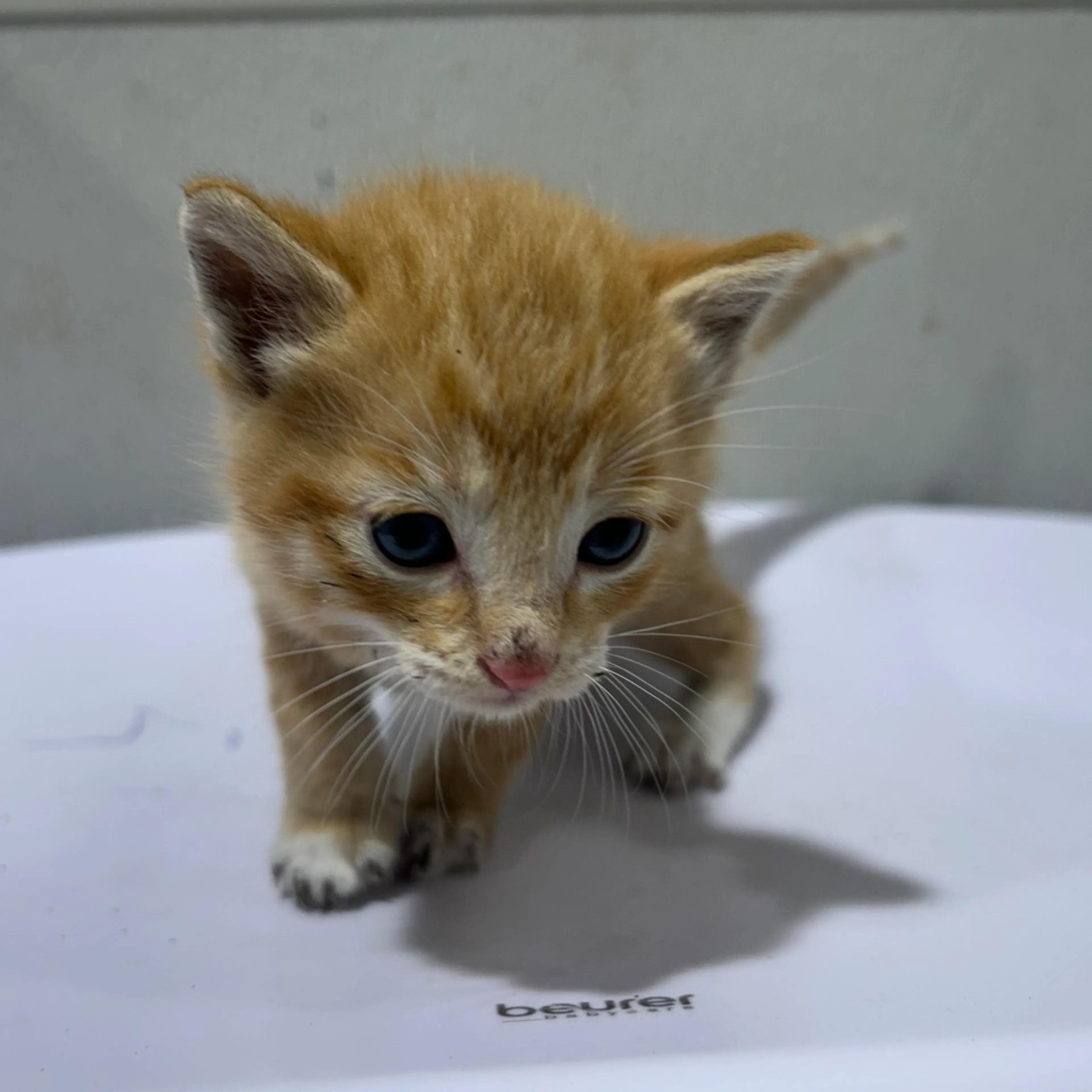 Found pet