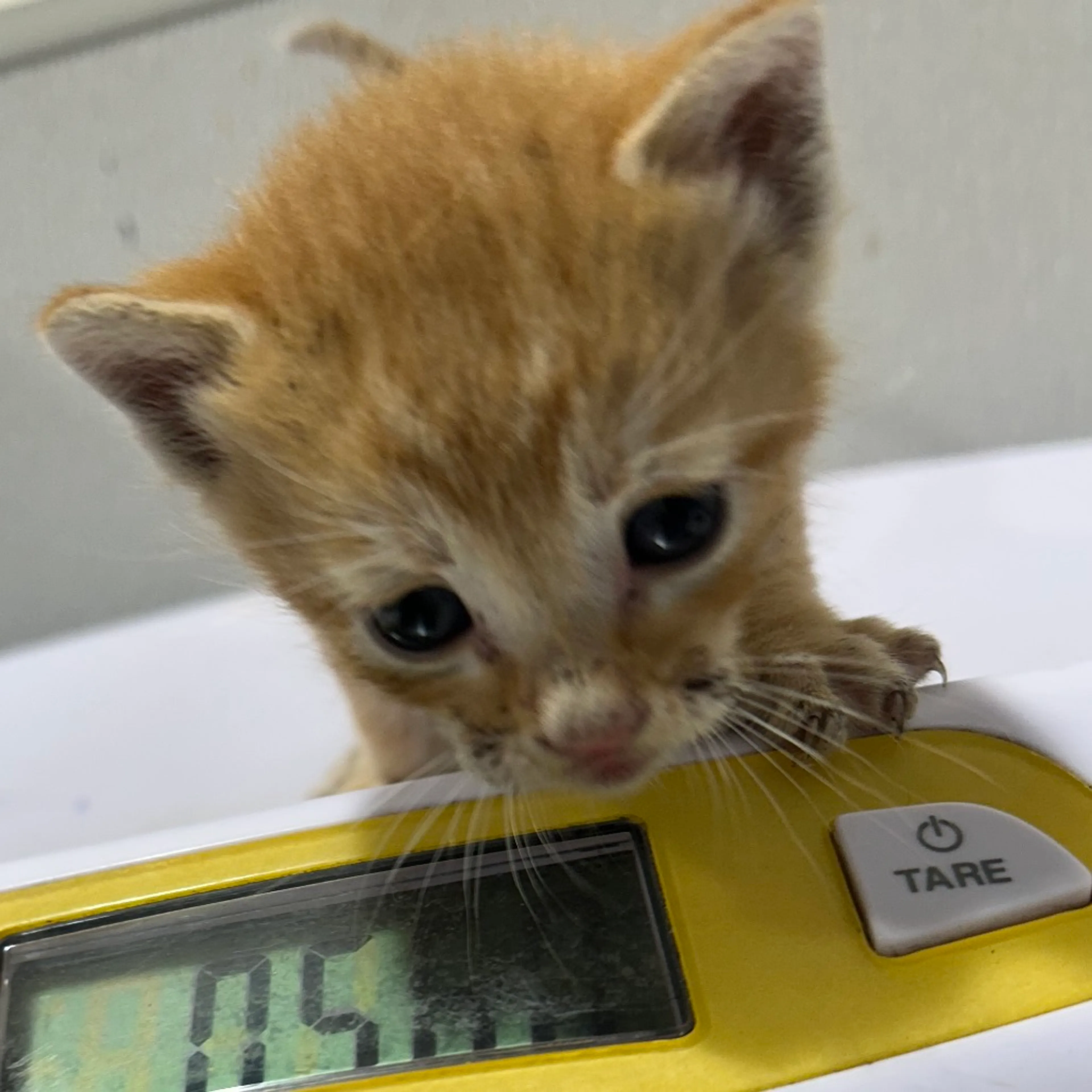 Found pet