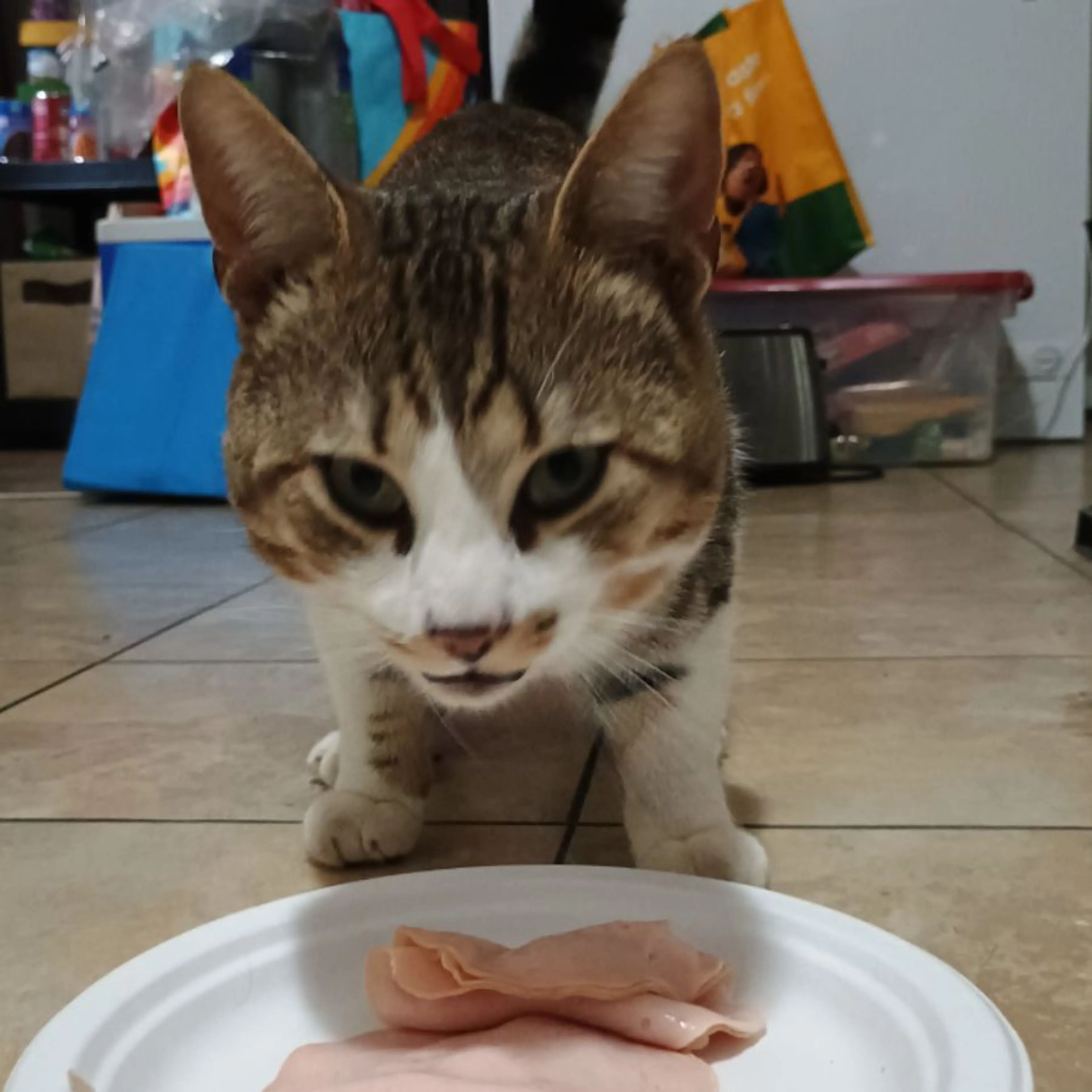 Found pet