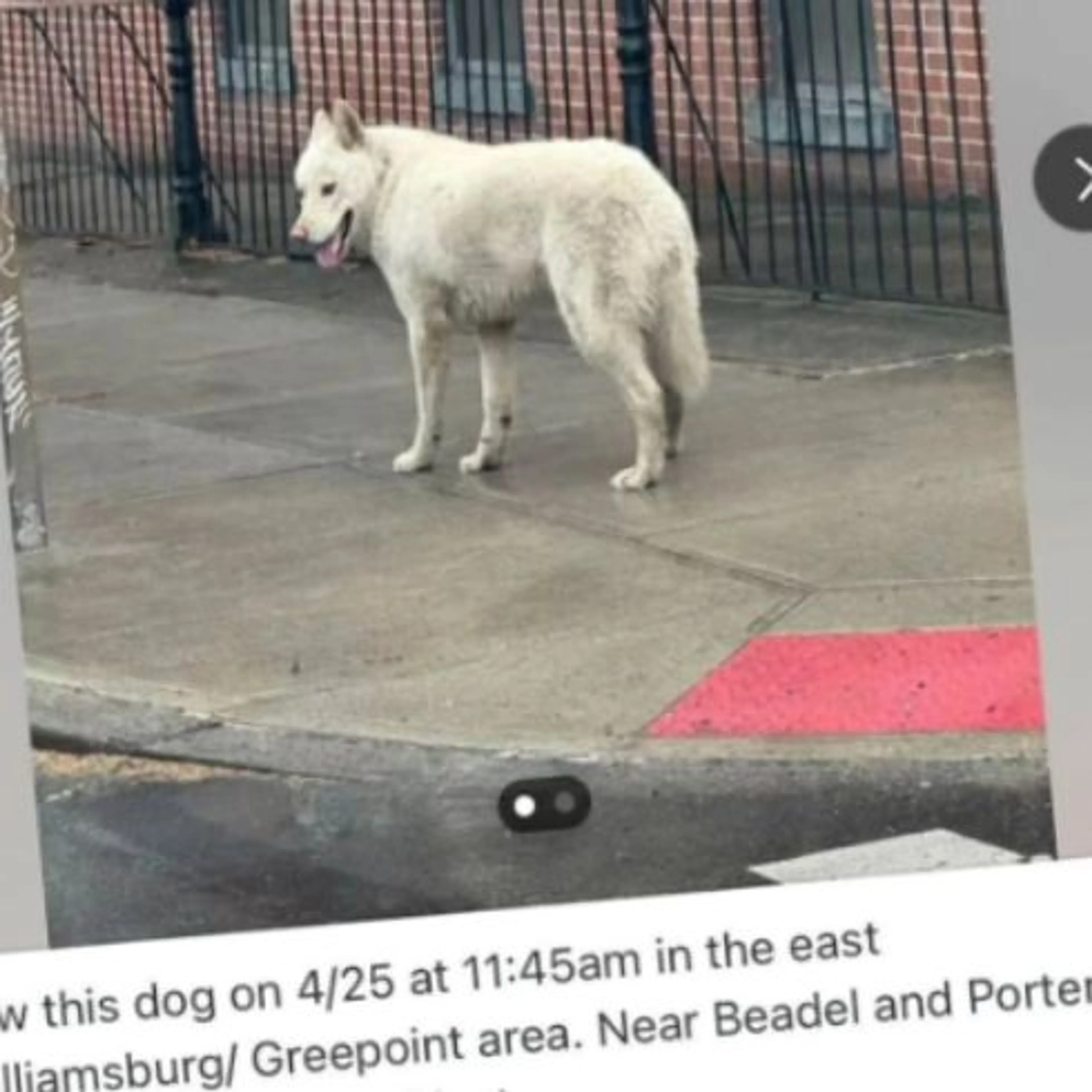 Lost pet