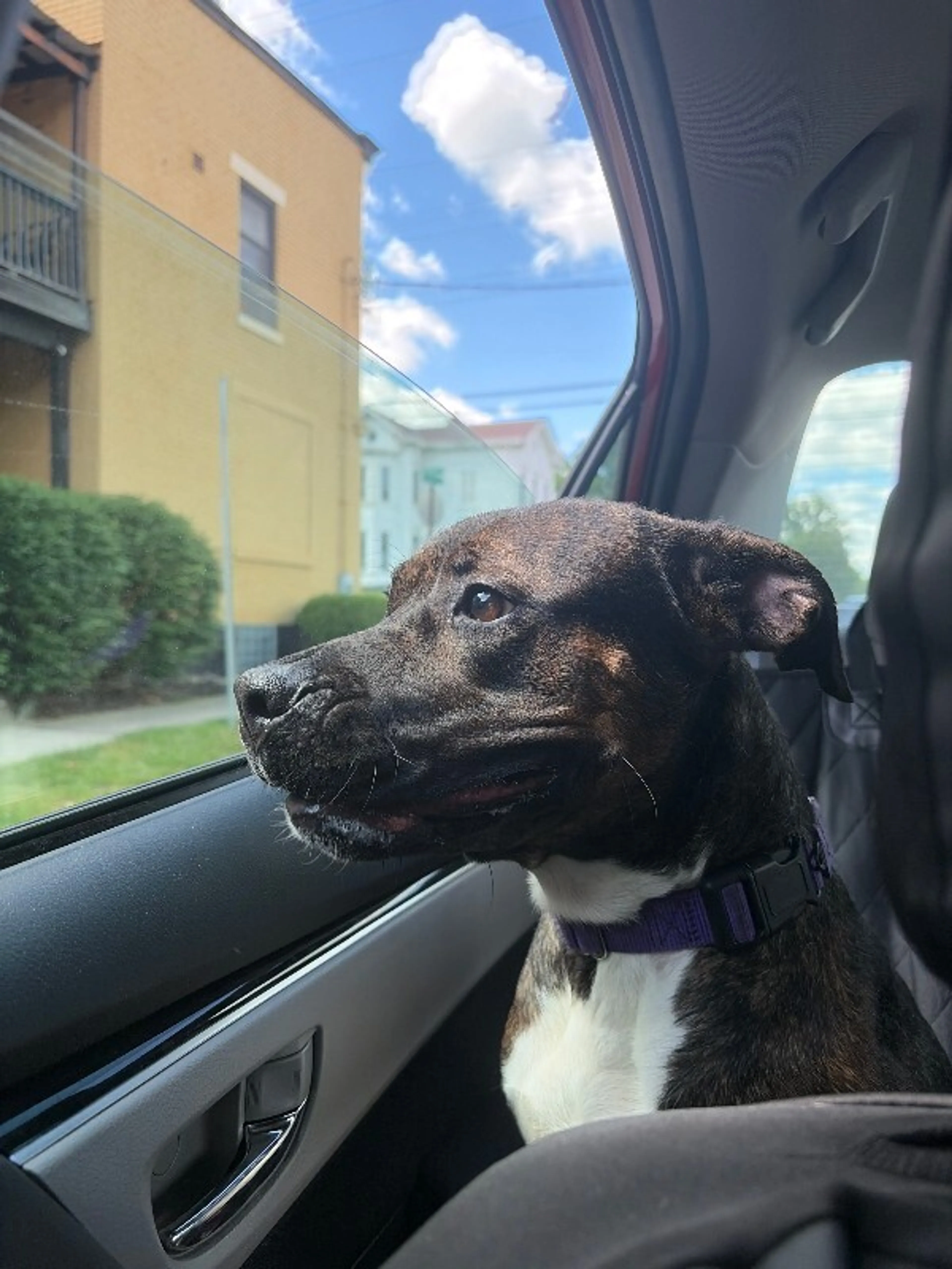Found pet-2
