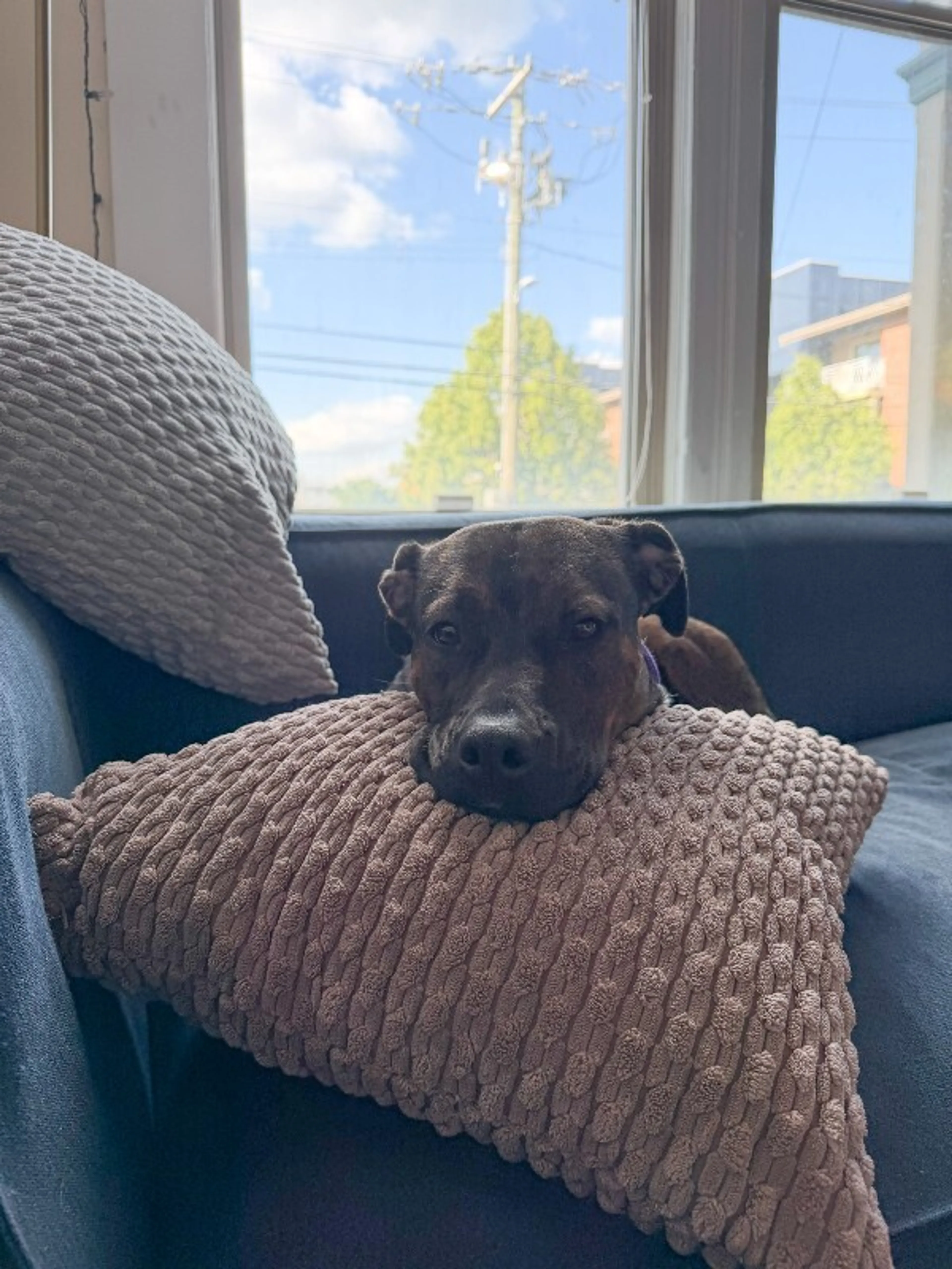 Found pet-1
