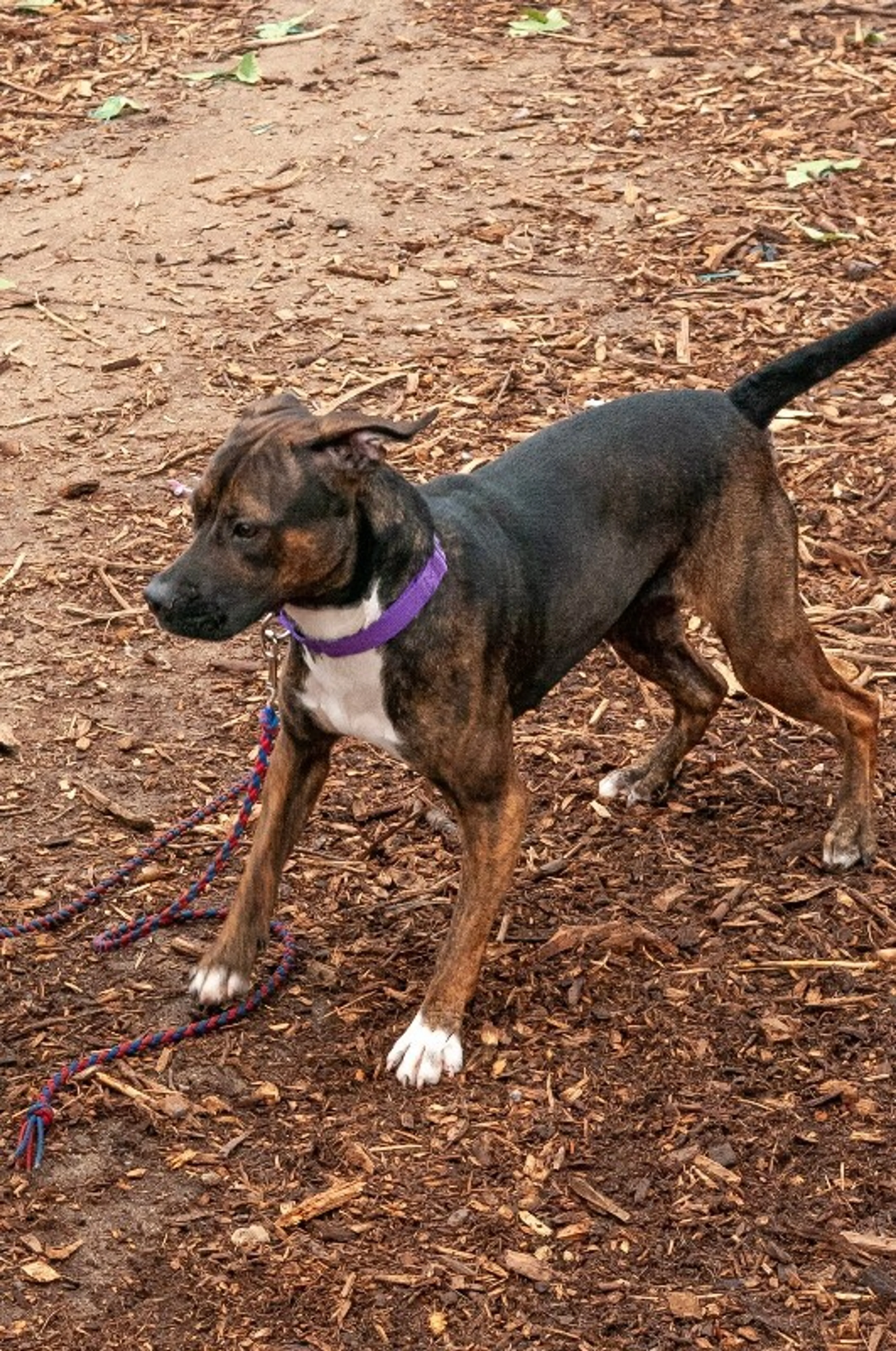 Found pet-8