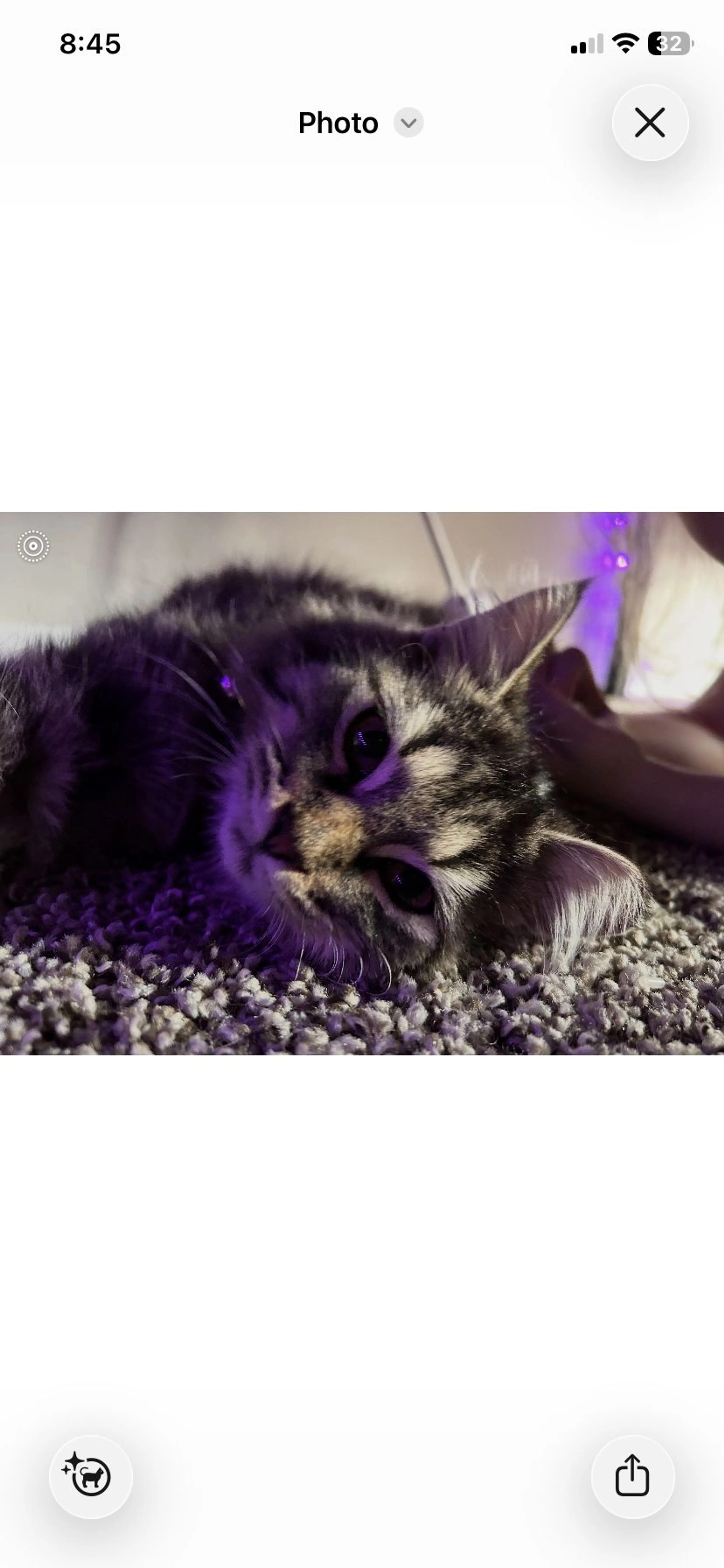 Lost pet-1